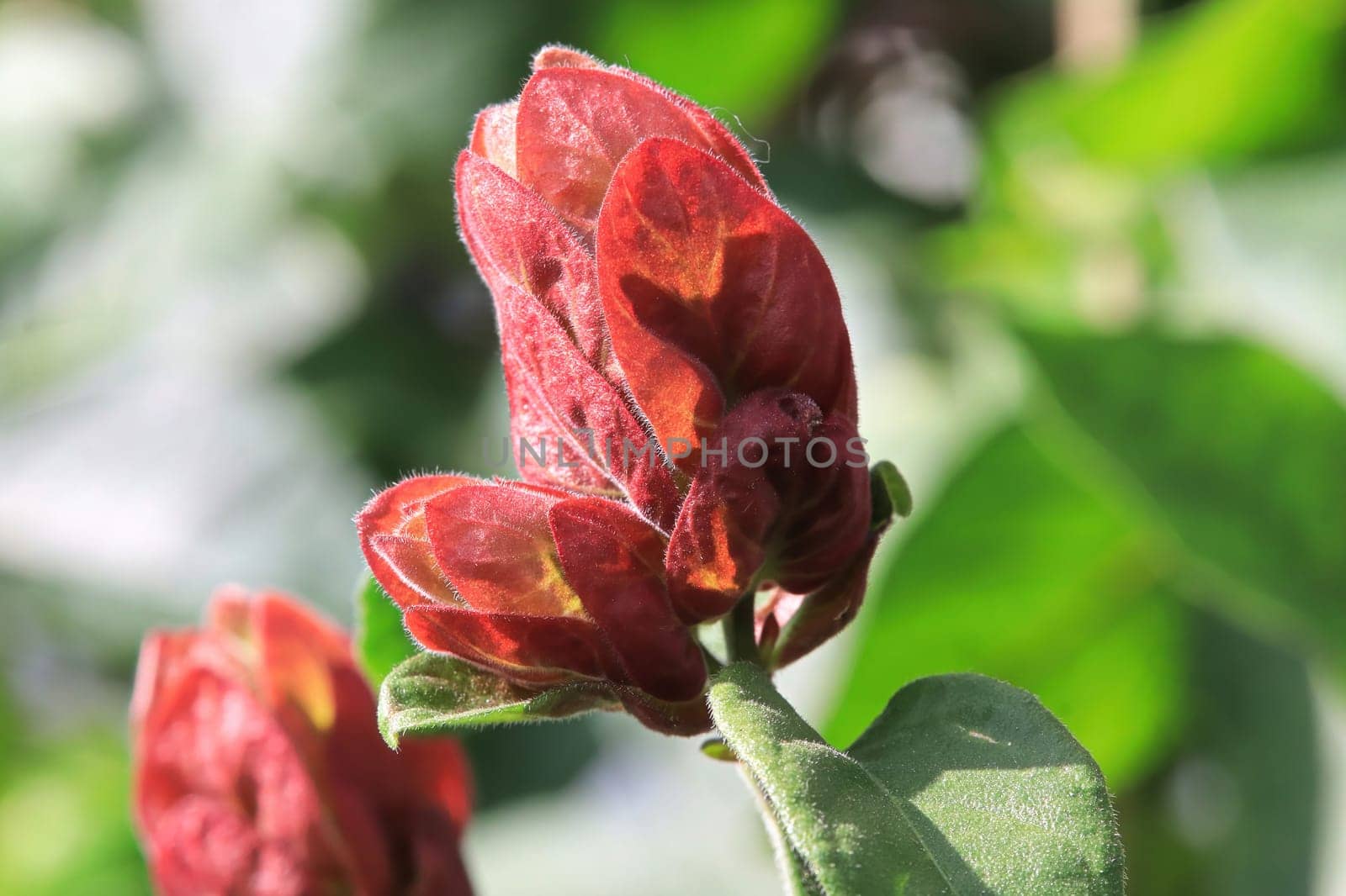 Red bracts leaves on a Shrimp Plant.