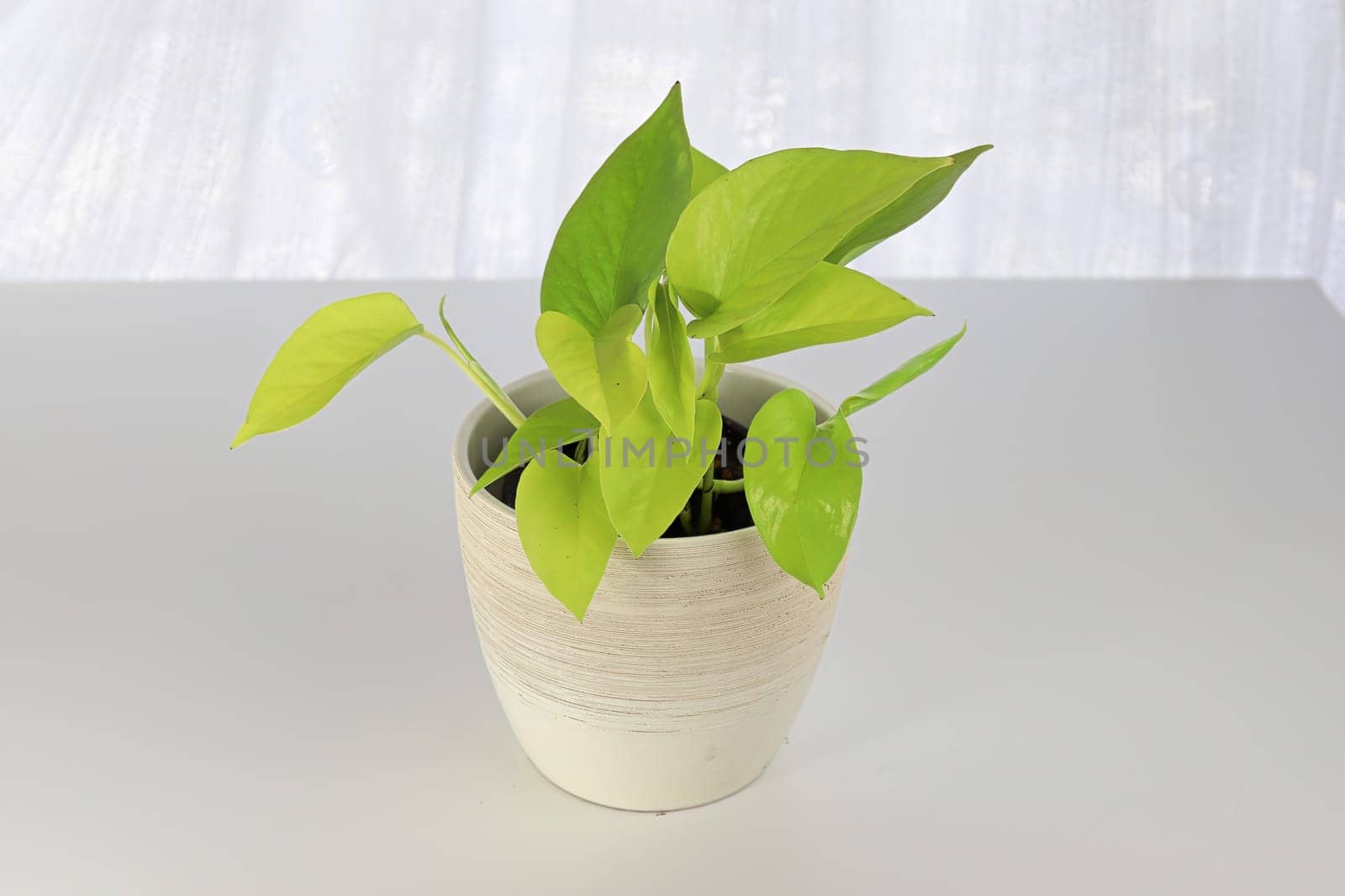 A neon pothos plant in a white pot on a white table.