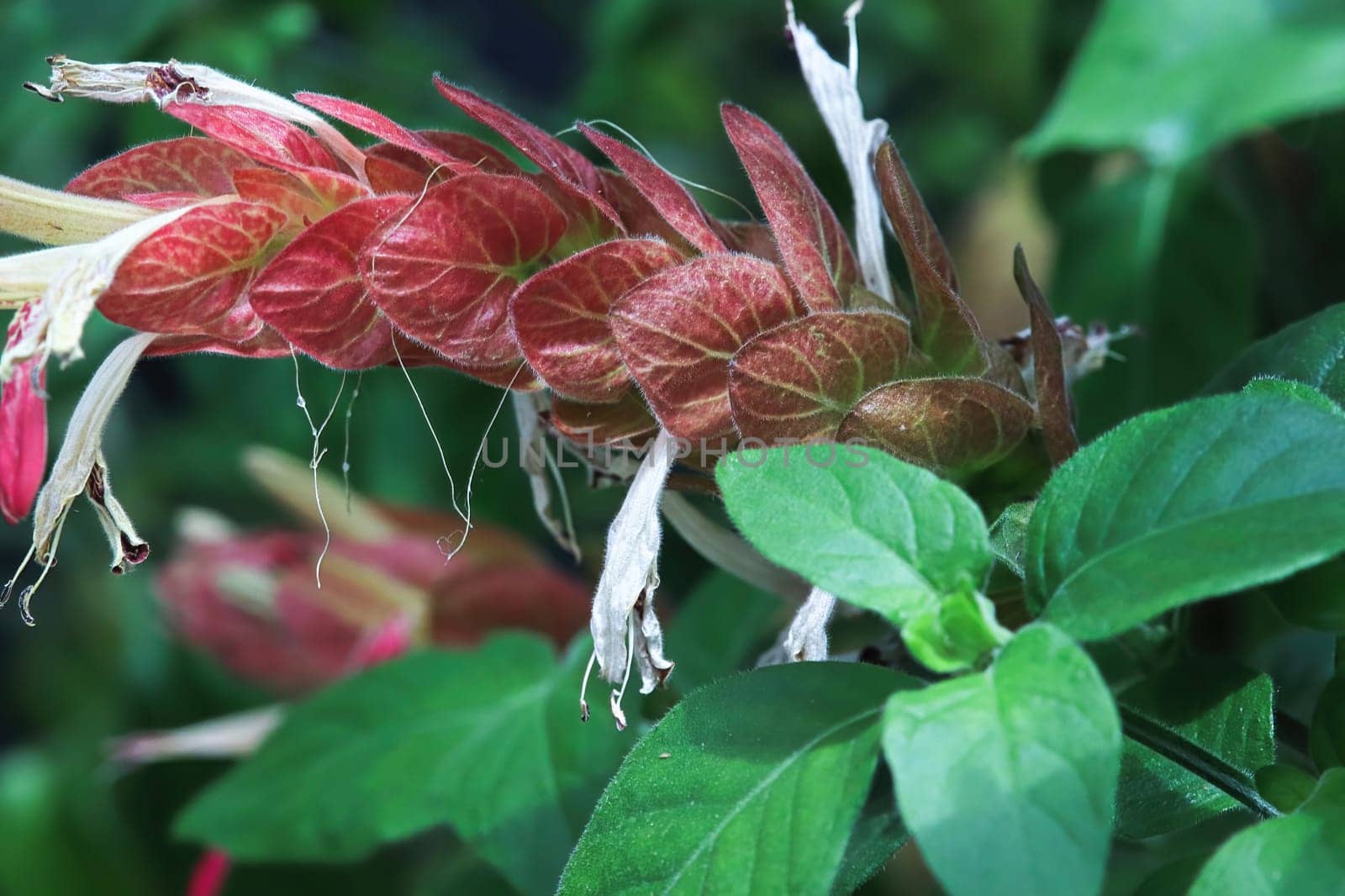 White flowers extend from red leaves on the Shrimp Plant.