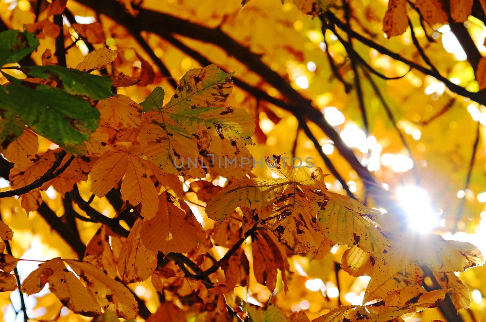 Yellow colored leaves of chestnut tree in autumn back light