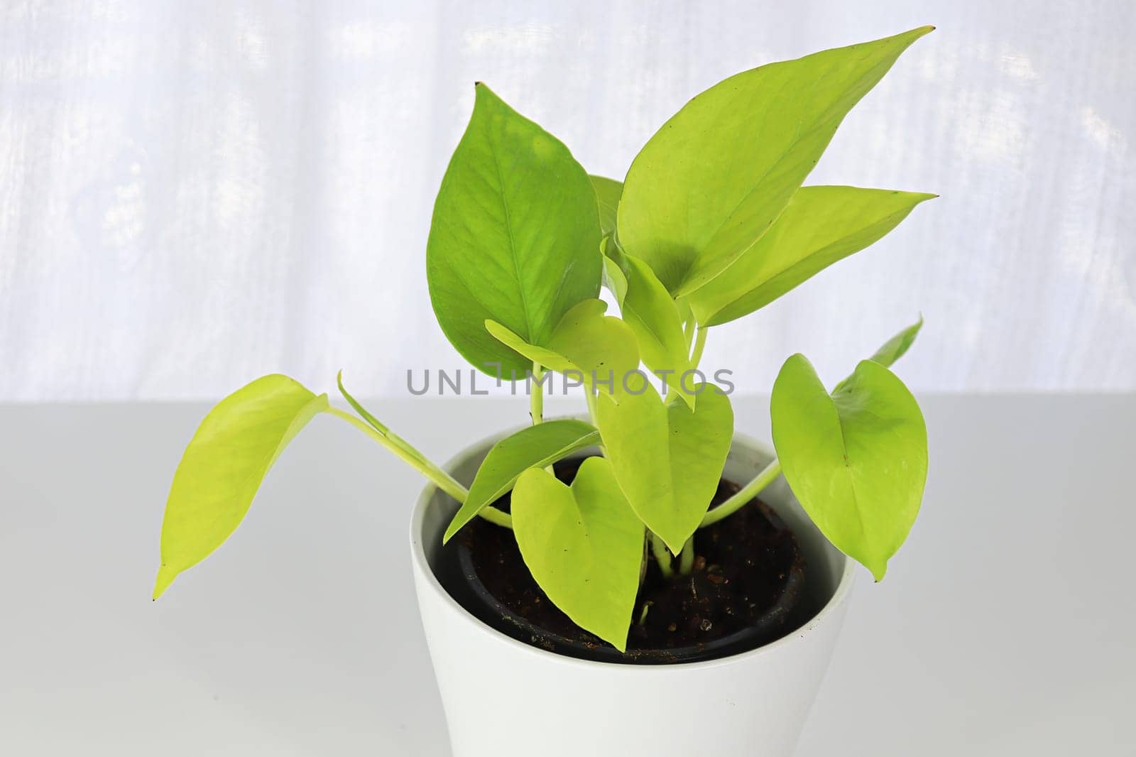 A neon pothos plant in a white pot on a white table.