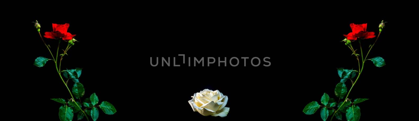 Flowers of red and white roses on a black background. Blooming flowers. Red Rose. Night darkness. Day of Remembrance. Valentine's Day. Holiday. Template for text. Background image.