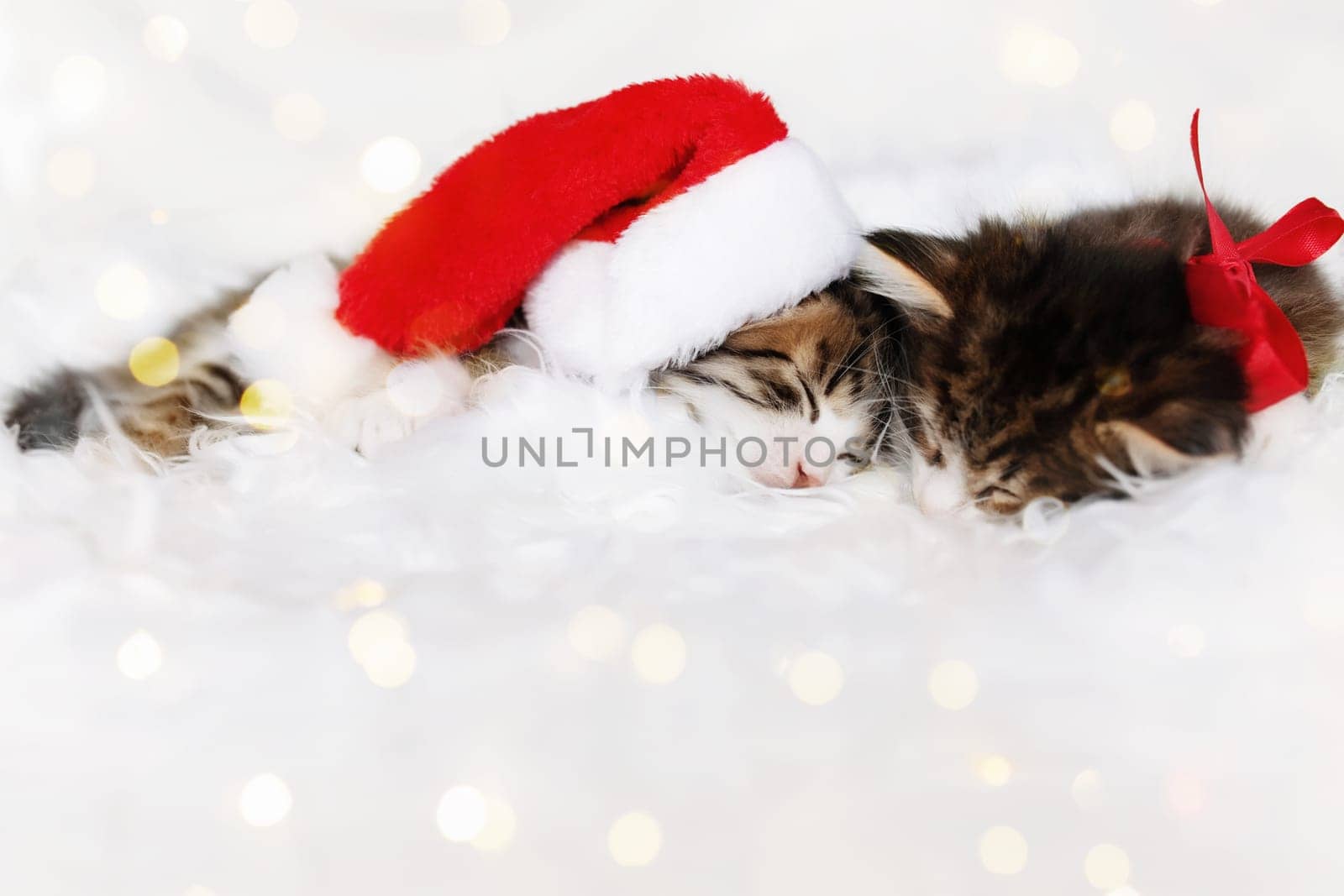 Two little adorable tricolor Christmas kittens in red Santa hat or cap and bow sleep with eyes closed and lying on white blanket. Photo of relaxed sleeping new year kitty cat that lie together