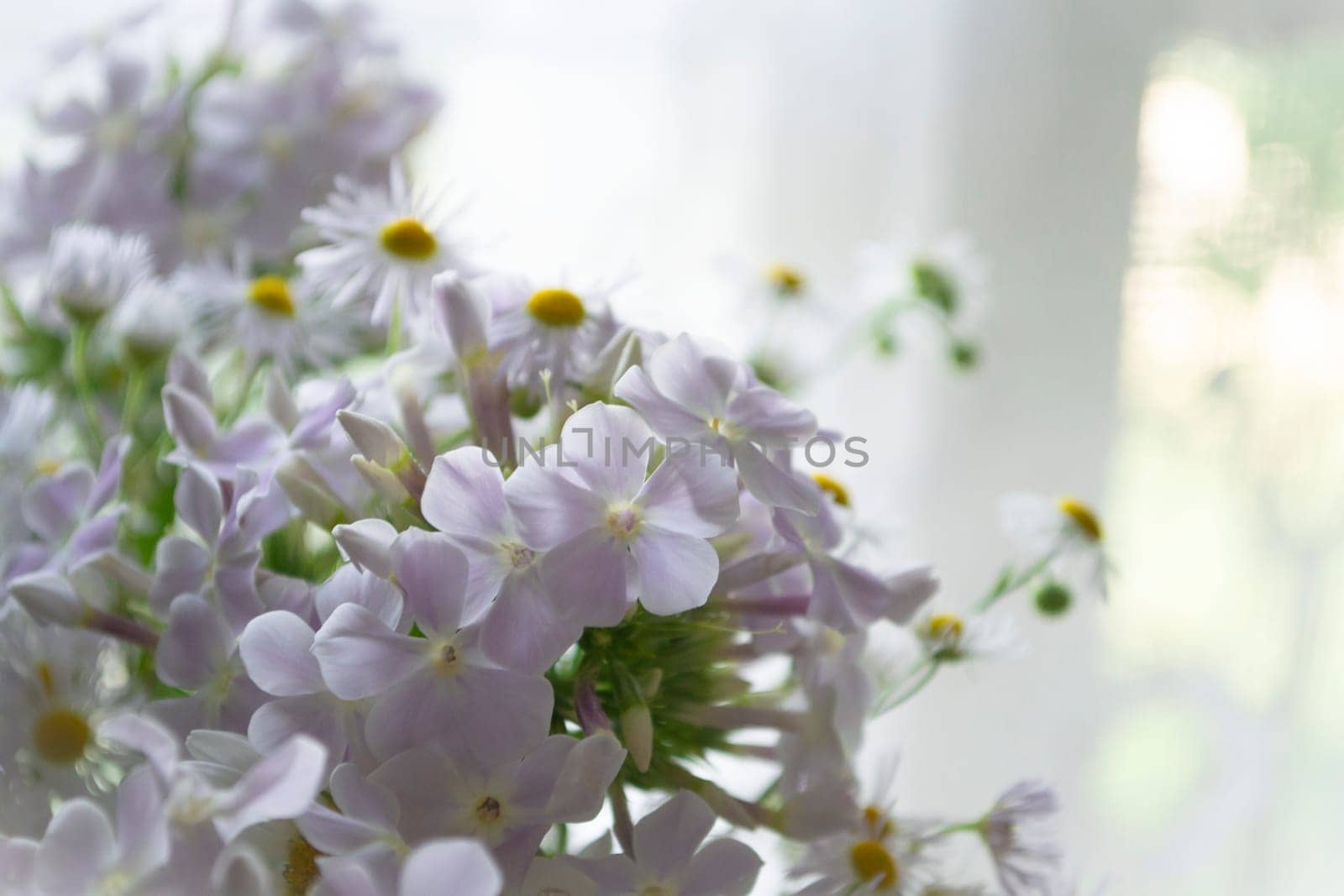 Soft home decor, bouquet with white small flowers close up on a white vintage background and old wooden window