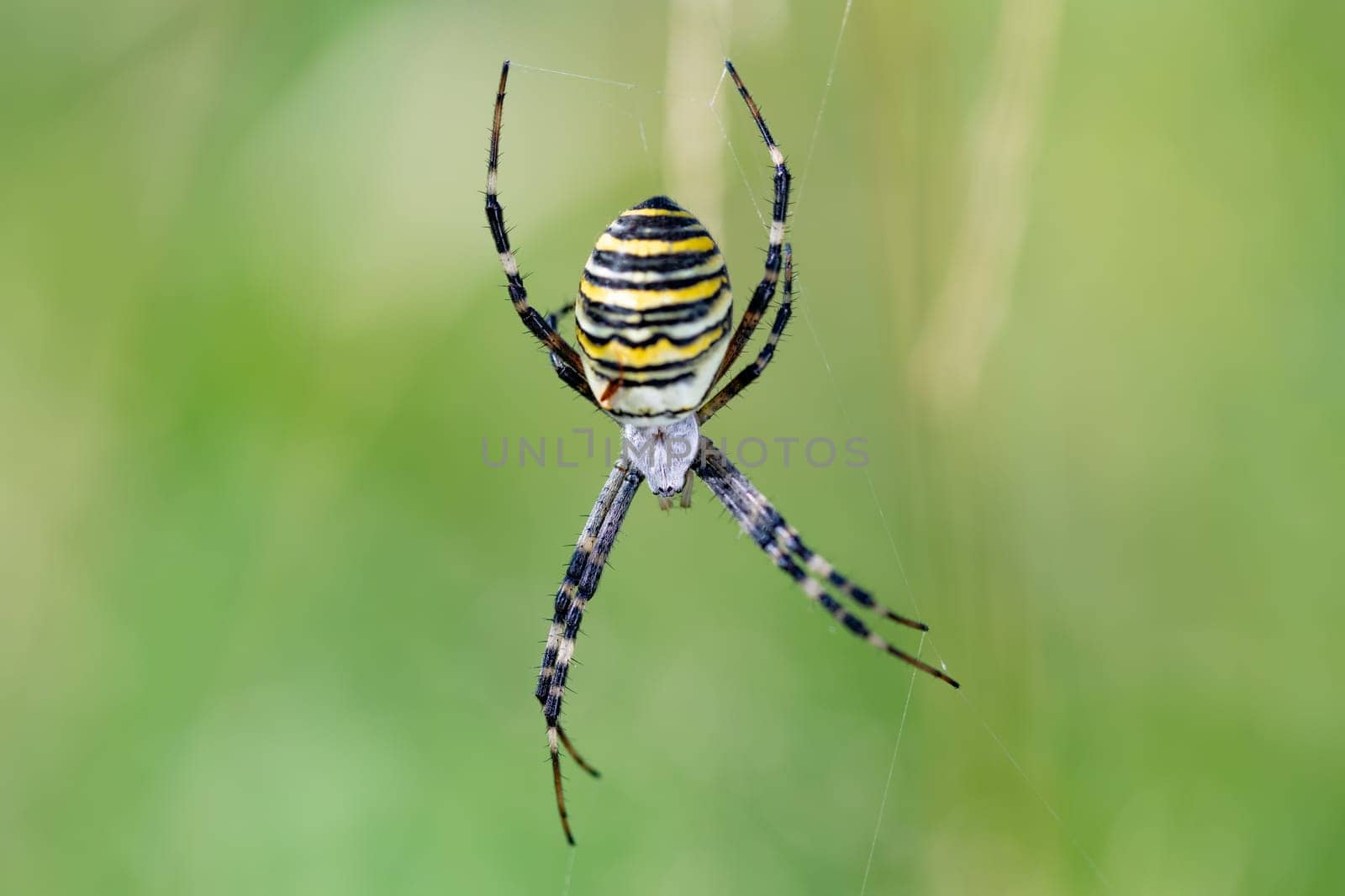 Argiope bruennichi (wasp spider) on web, invasive species of orb-web spider distributed throughout central Europe, Czech Republic wildlife