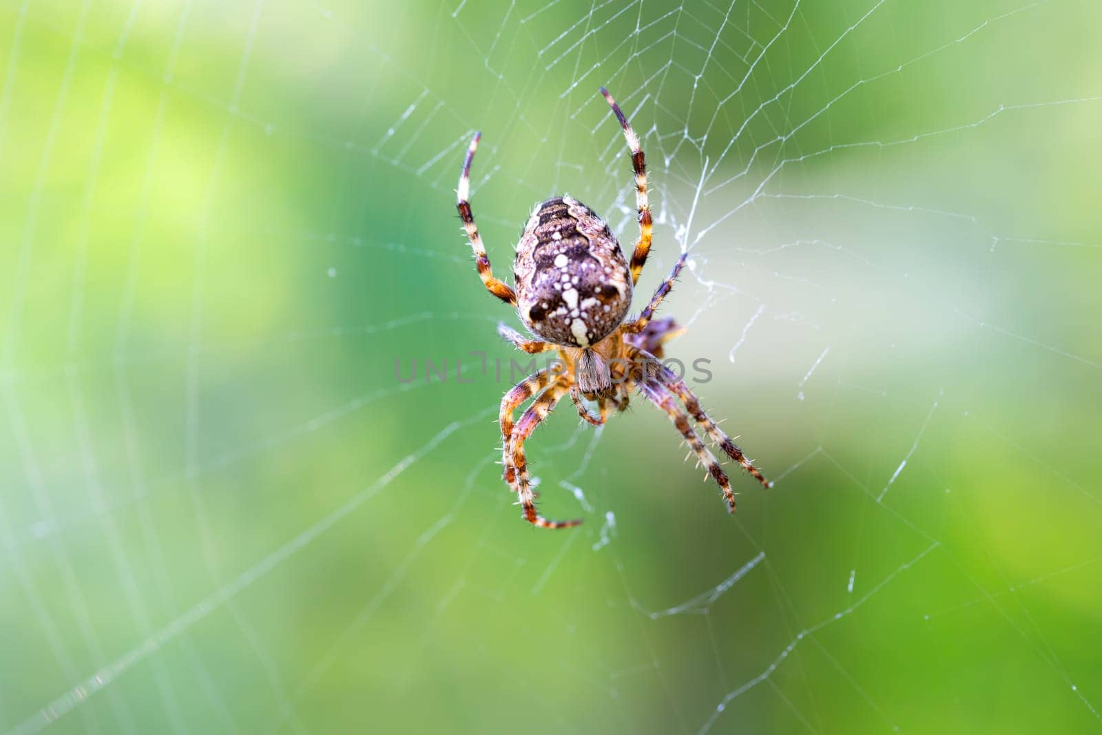 common forest cross spider sitting on web, Araneus diadematus, Europe, Czech Republic wildlife