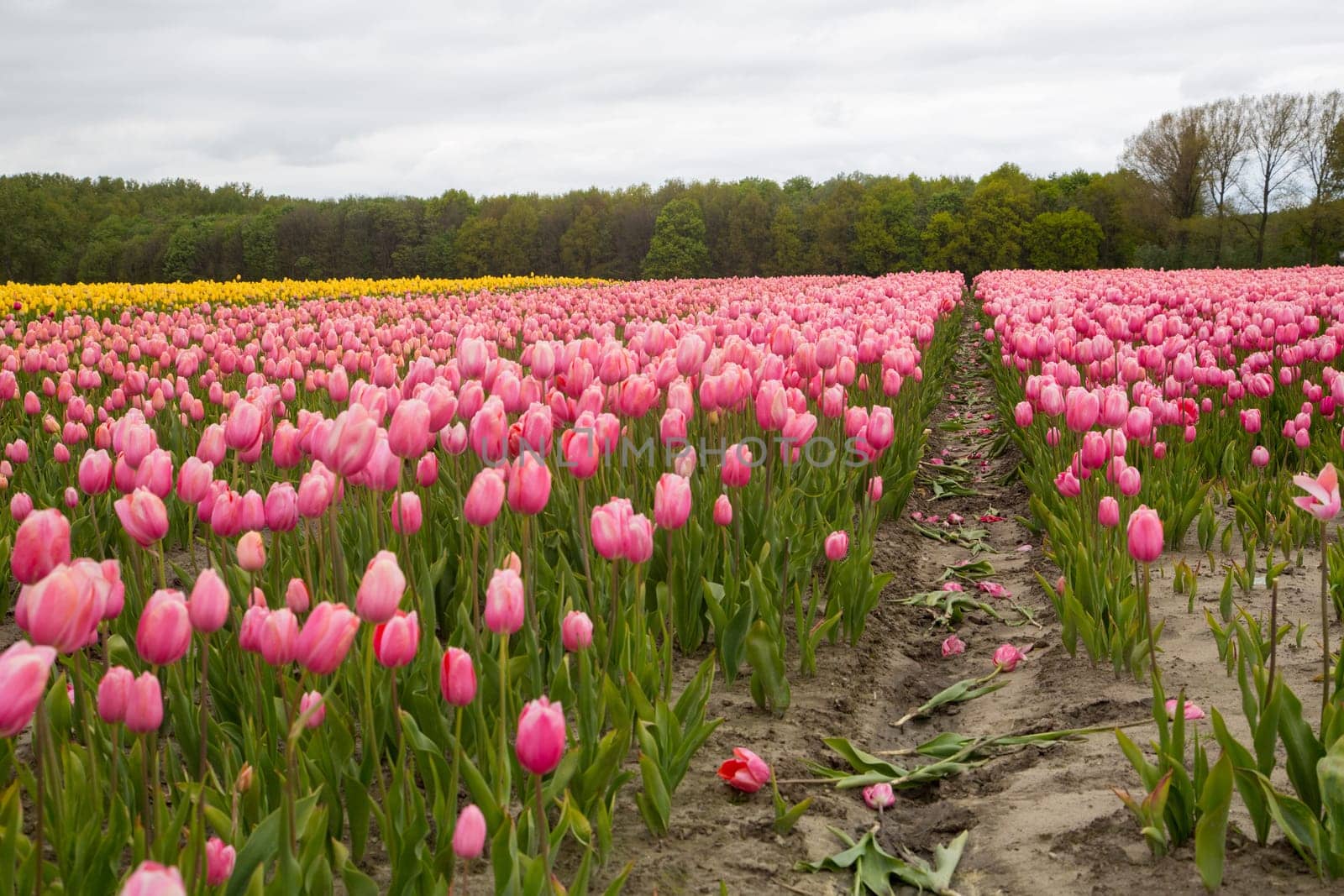 Colorful field of tulips in the Netherlands