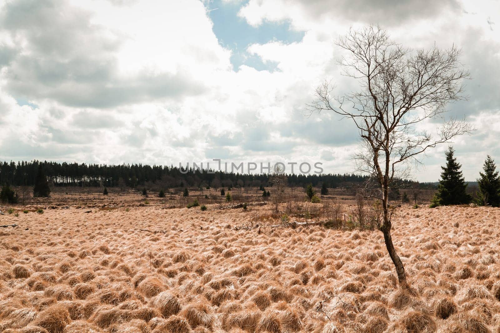 The High Fens, Hoge Venen, Belgium, Signal Van Botrange