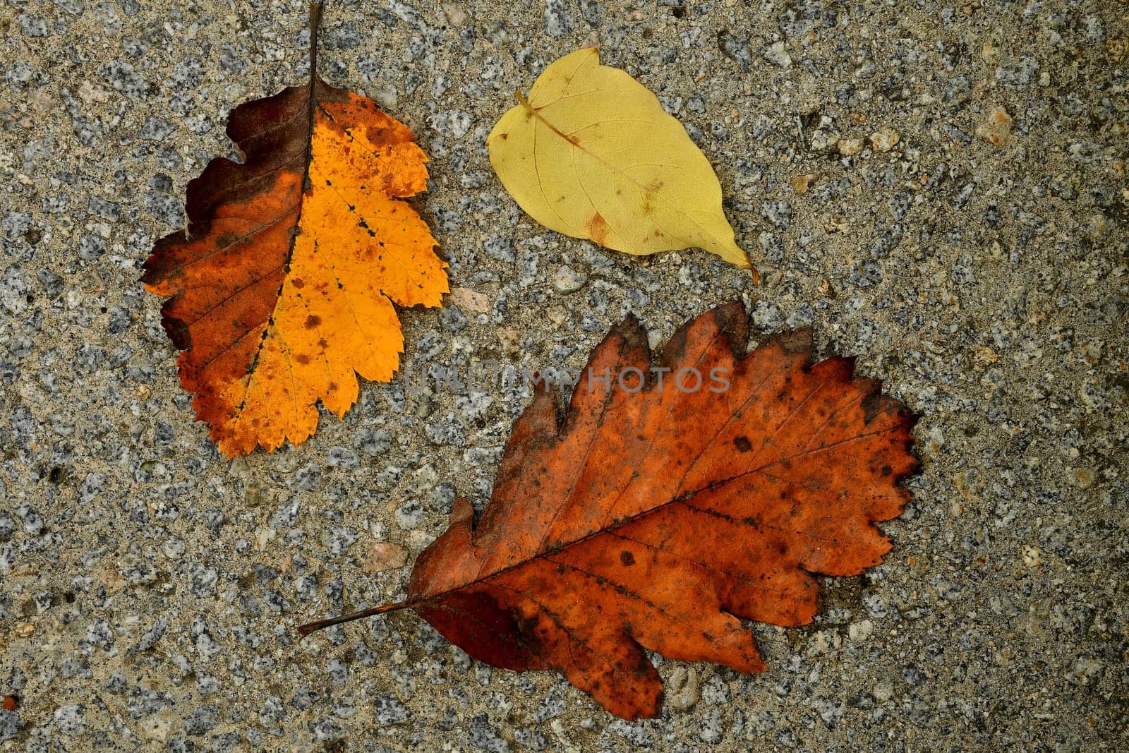 autumnal colored leaves on a street