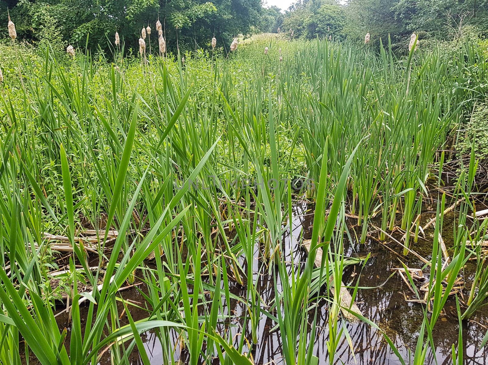 Reed in River Misbourne - wild part of Denham Country Park, Hillingdon, London, United Kingdom