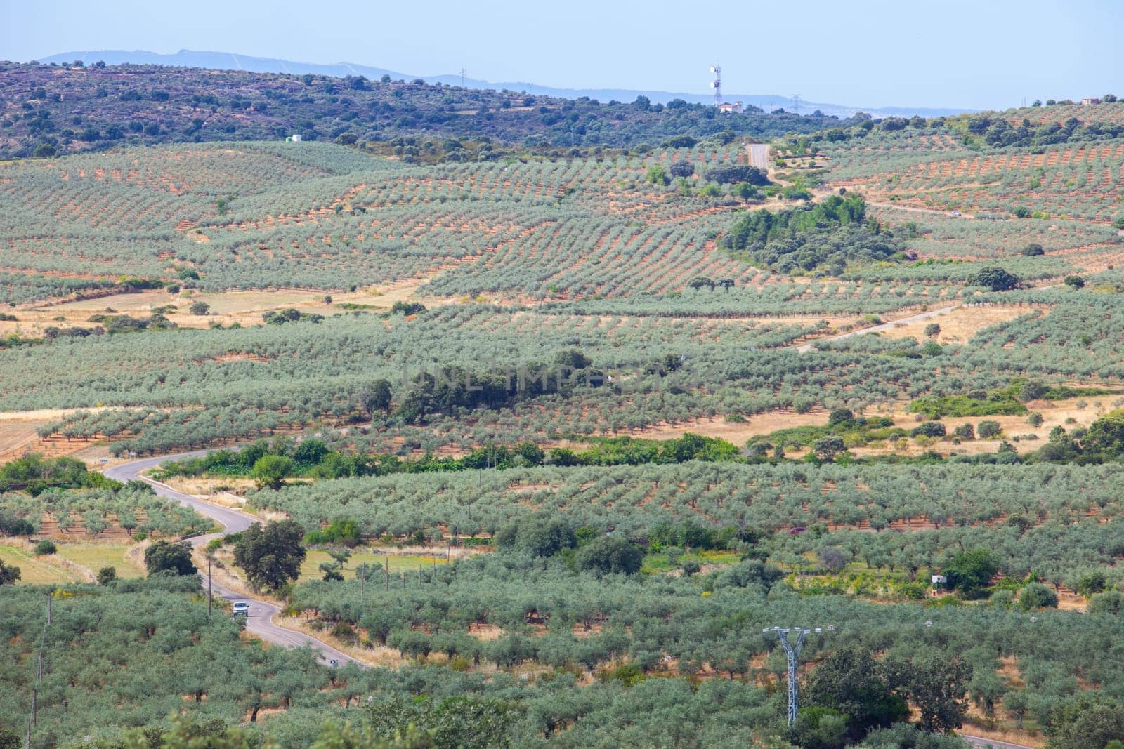 Local road CC-13.6 crossing Aceituna olive tree fields, rural village in Algon Valley. Caceres, Extremadura, Spain