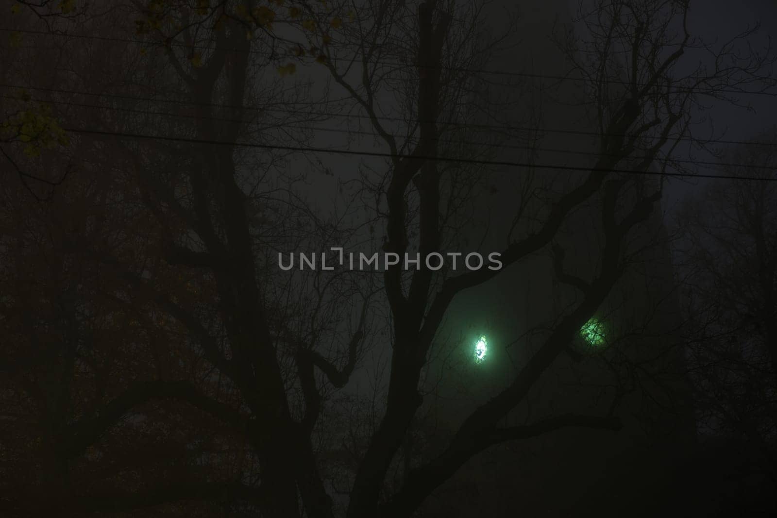 Eerie green clock face on a church tower shines through thick fog and dense tree branches with telegraph wires. Very spooky and dark night time image