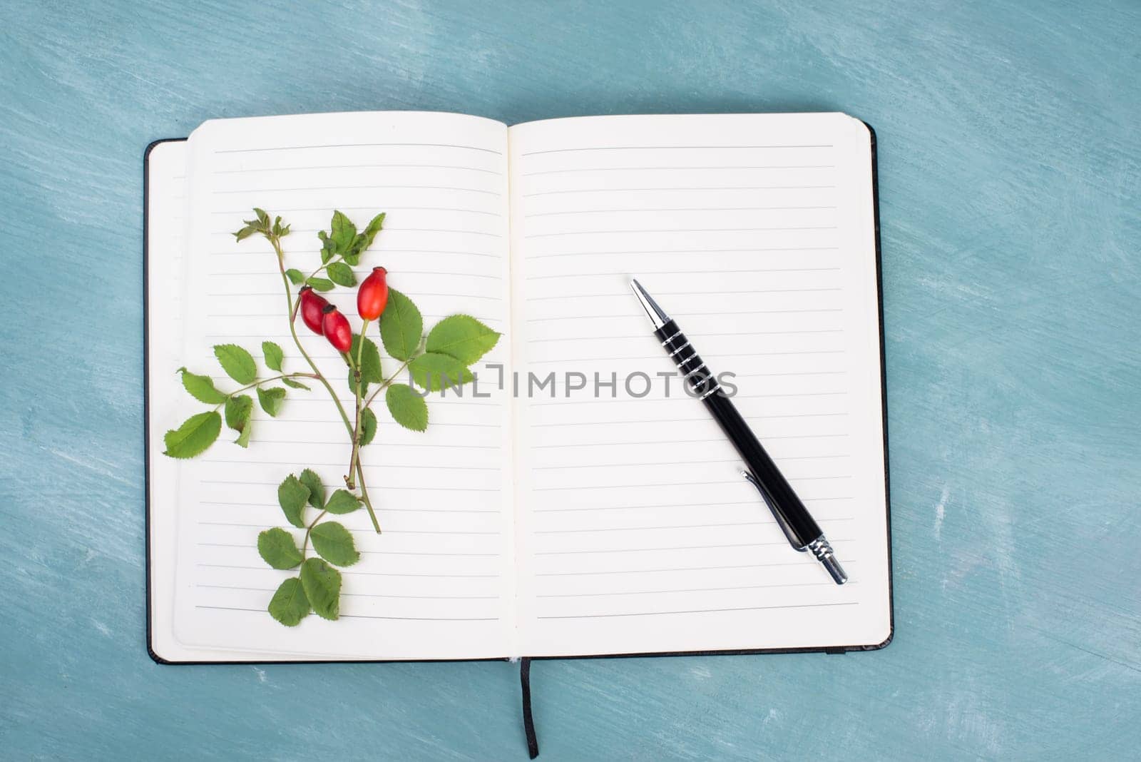 Empty booklet with a twig of a hip rose, blue colored background