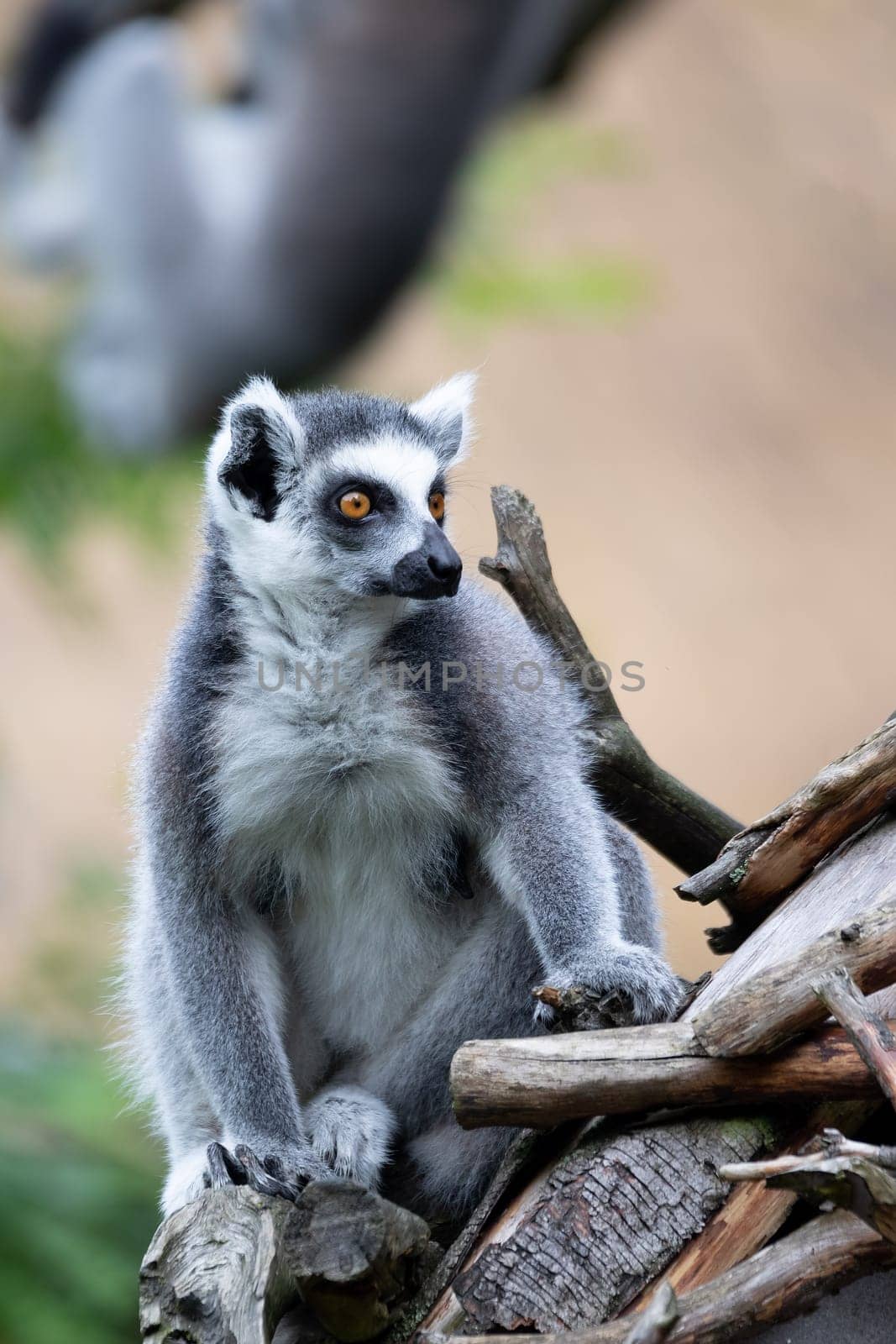 cute and playful Ring-tailed lemur, endemic animal in Madagascar