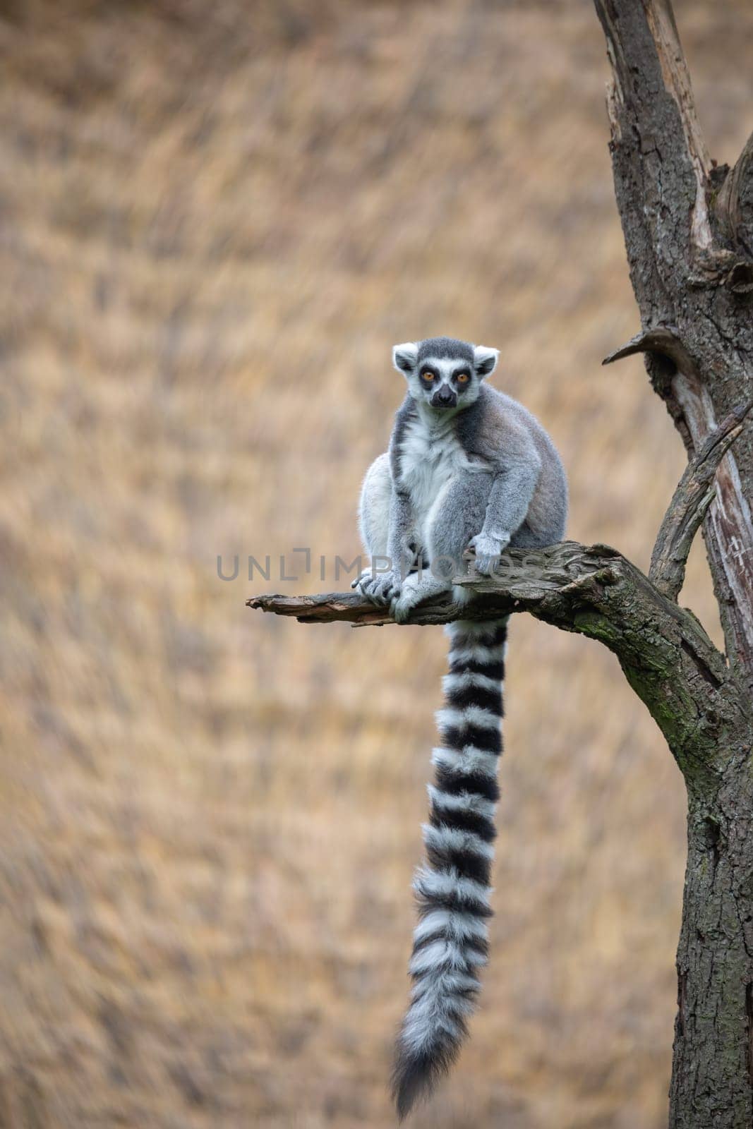 cute and playful Ring-tailed lemur, endemic animal in Madagascar
