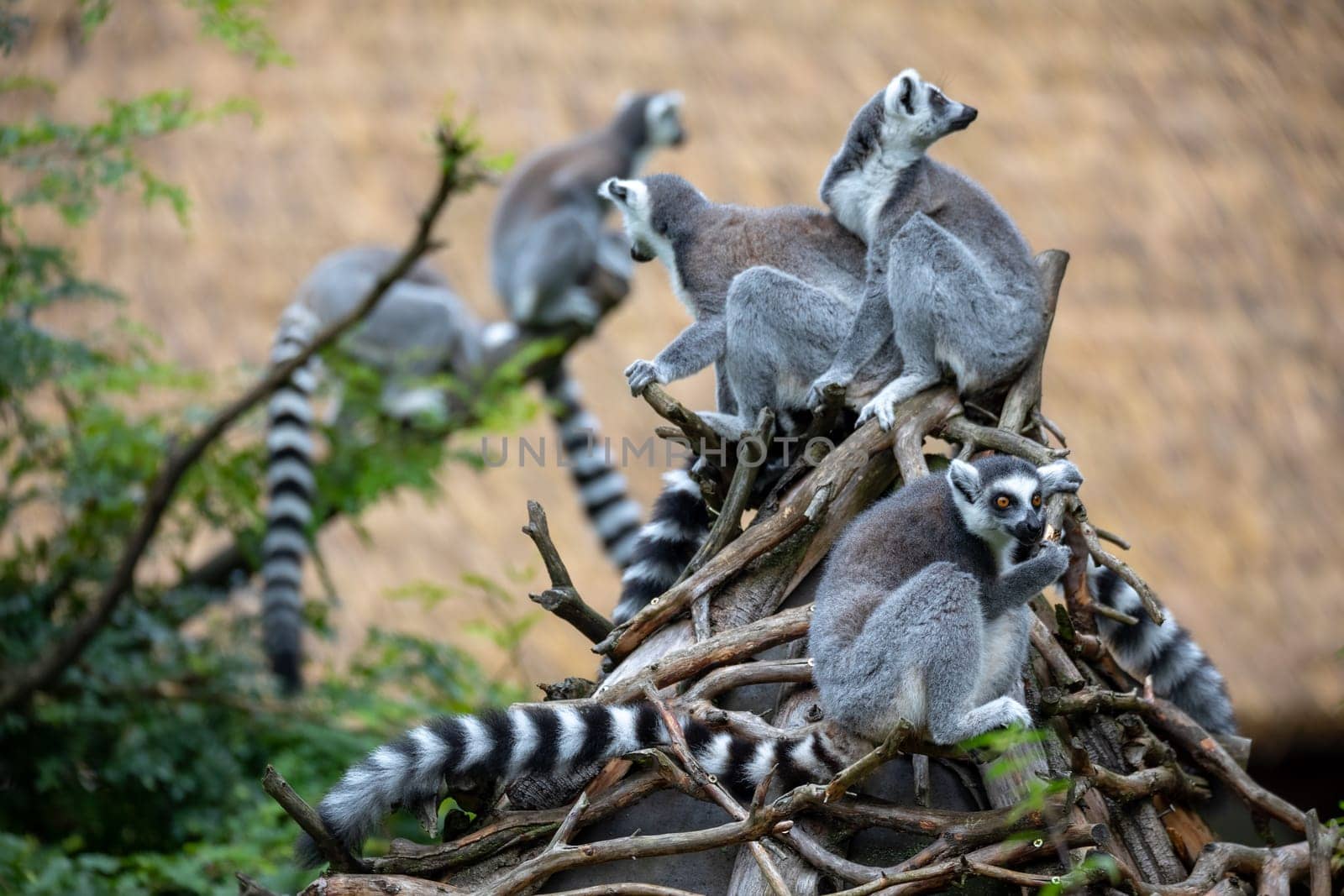 family of cute and playful Ring-tailed lemur, endemic animal in Madagascar