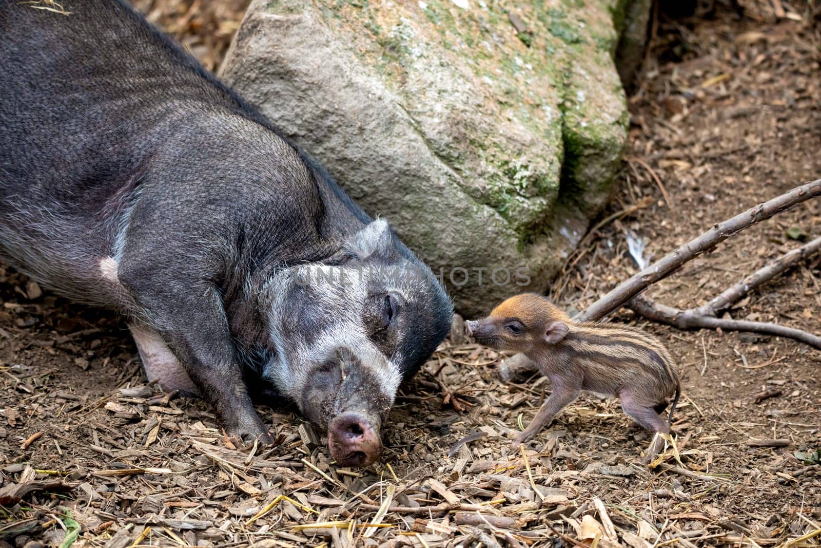 Small cute playful baby with lying mom sows of Visayan warty pig (Sus cebifrons) is a critically endangered species in the pig genus. It is endemic to Visayan Islands in the central Philippines