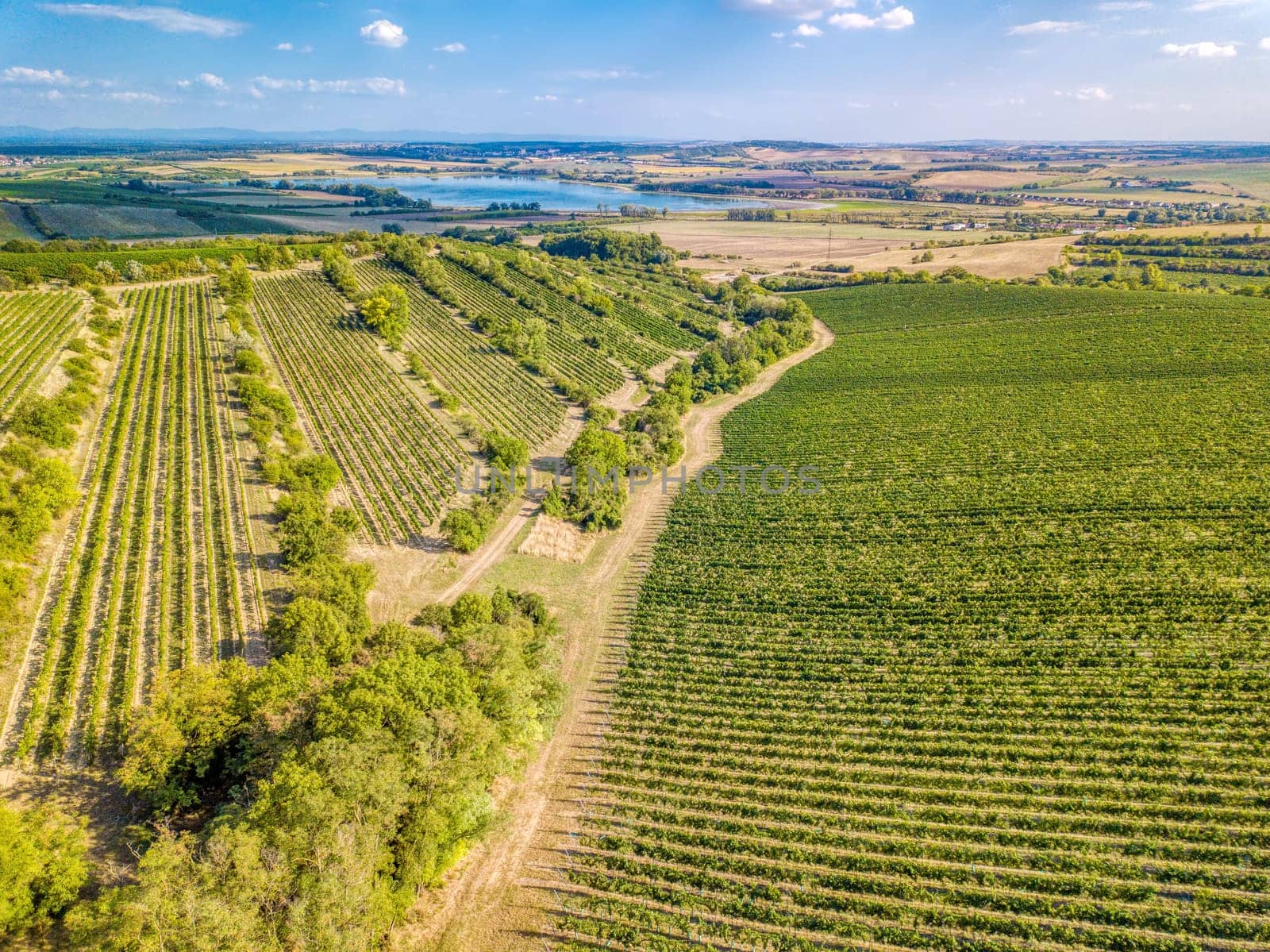 Vineyards in Palava region, Landscape of South Moravia, Czech Republic, view from above, drone shoot