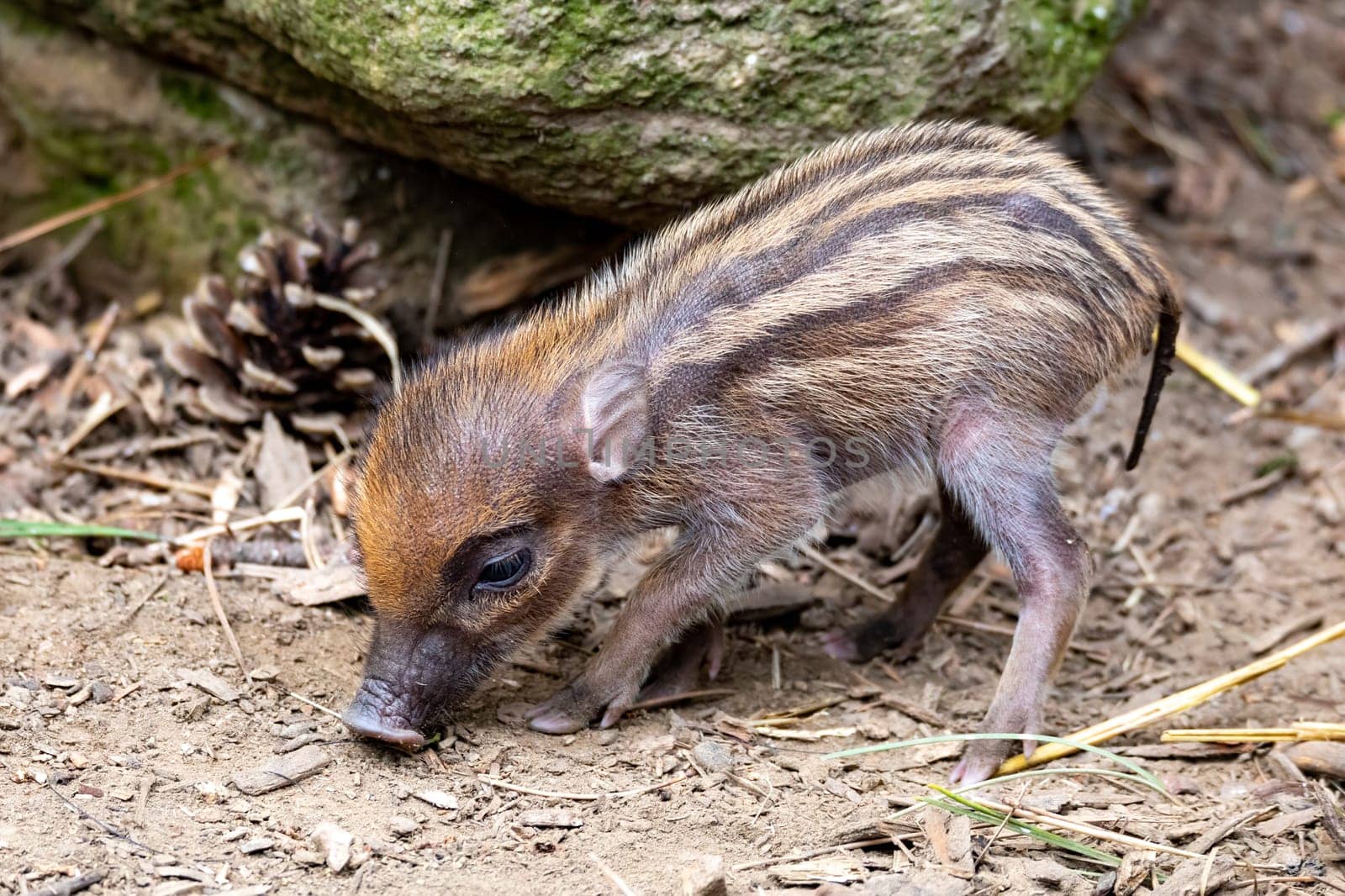 Small cute playful baby with lying mom sows of Visayan warty pig (Sus cebifrons) is a critically endangered species in the pig genus. It is endemic to Visayan Islands in the central Philippines