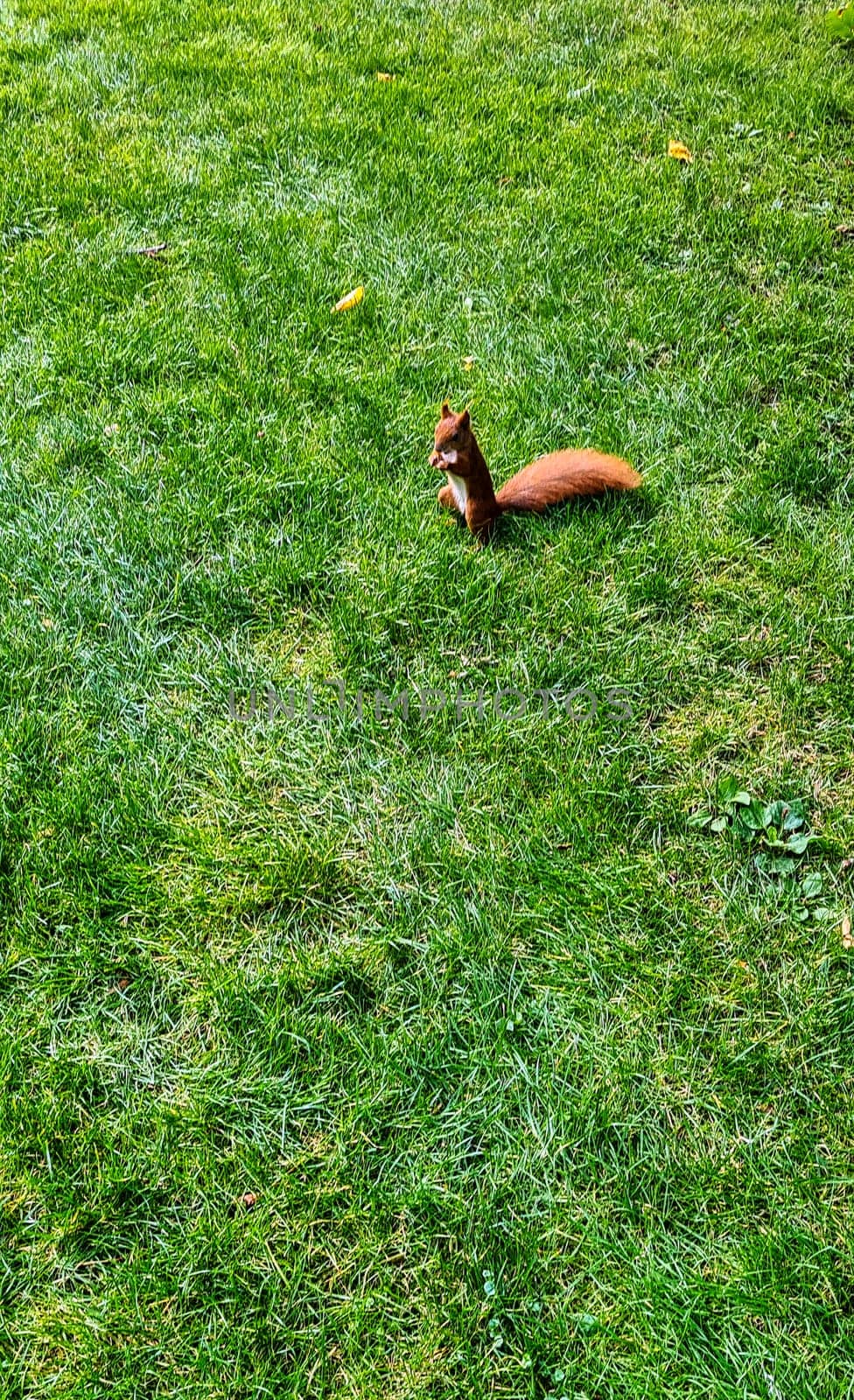Wild red squirrel or Eurasian red squirrel (Sciurus vulgaris) in Kampinos National Park, Masovia, Poland