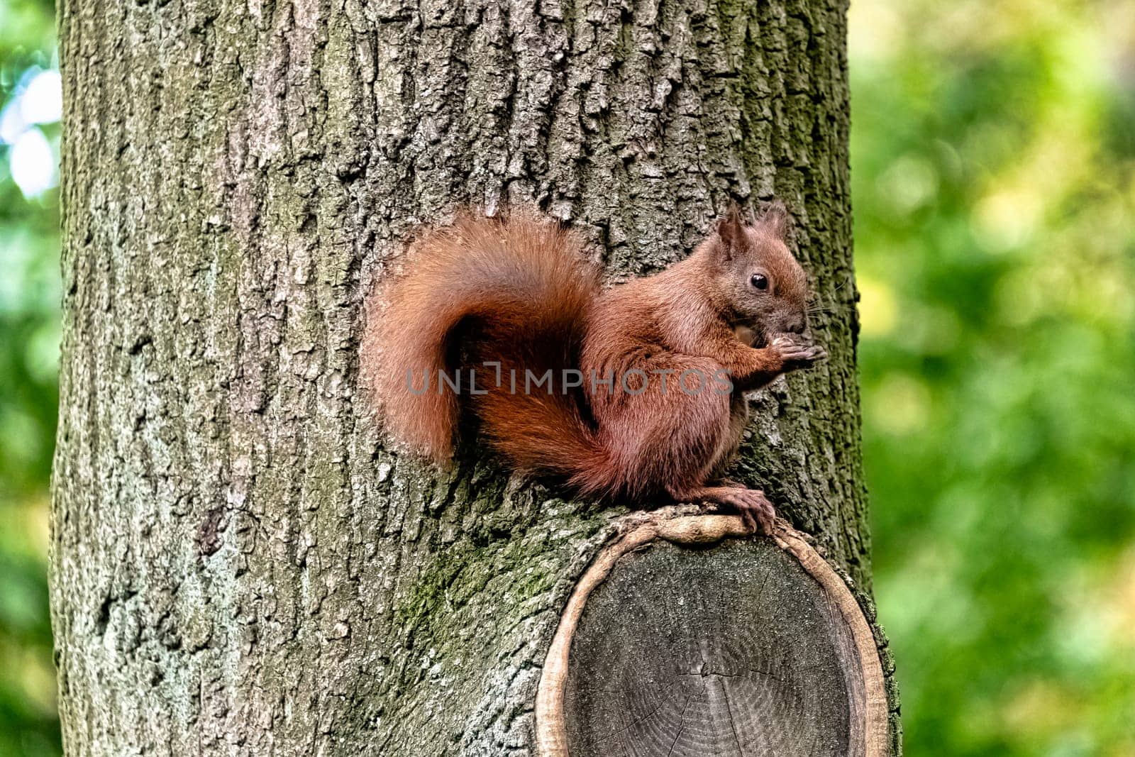 Wild red squirrel or Eurasian red squirrel (Sciurus vulgaris) on the tree - Kampinos National Park, Masovia, Poland