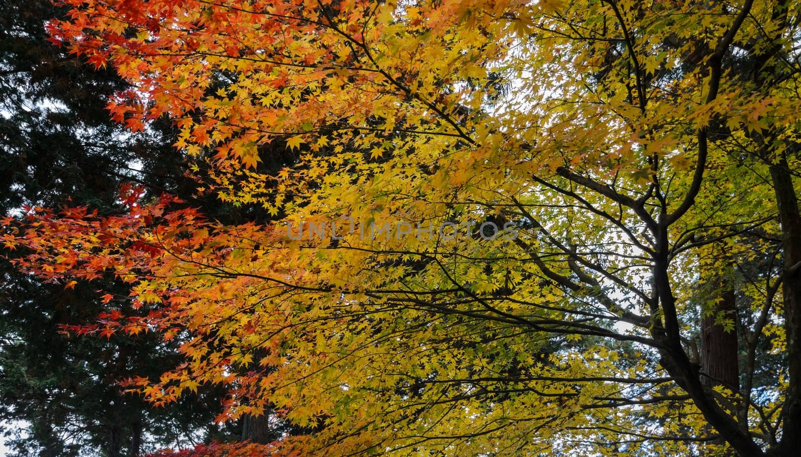 Autumn colored leaves of maple tree in Japan