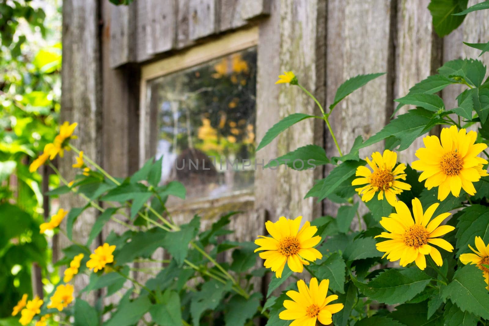 Old broken farmhouse with a wooden window and yellow flowers. A beautiful boarded up old window in a carved wooden frame.