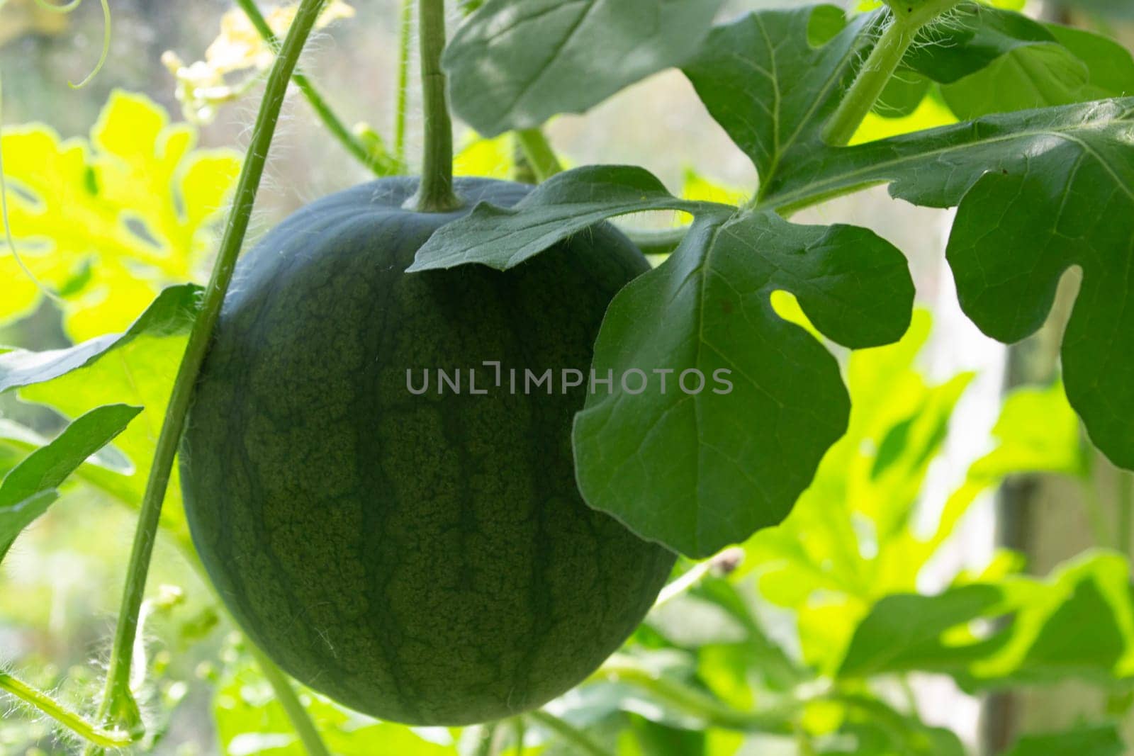 small watermelon grown in the organic garden, ripe watermelon, harvest in the farm