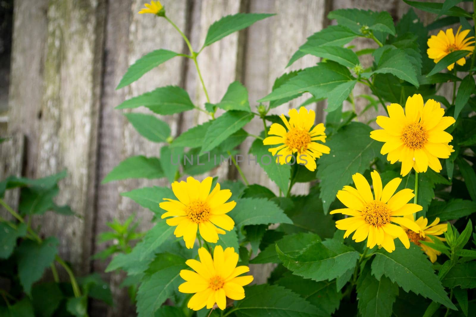 Yellow beautiful flowers on the wooden wall of the old rustic village in Belarus.
