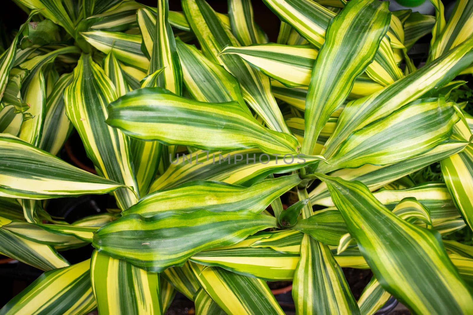 Dracaena deremensis Lemon Surprise Lemon Lime, dracaena background close up