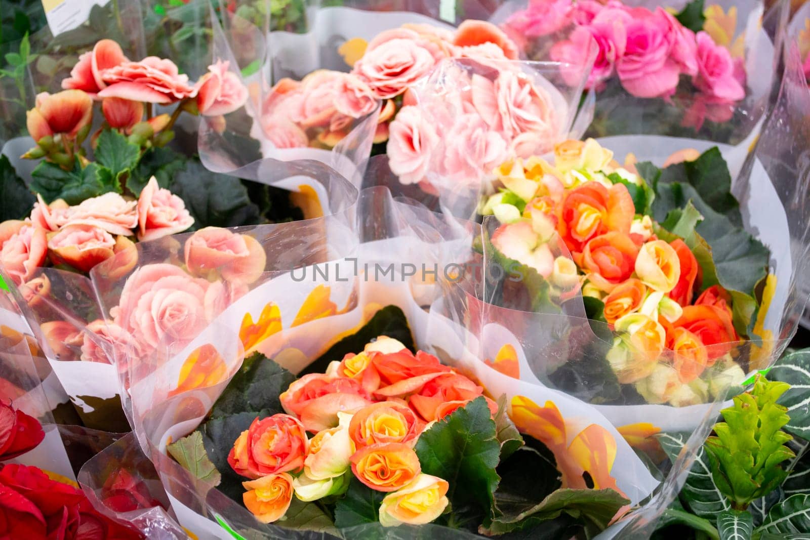 Mix of begonias. Begonia flowers in pots in market
