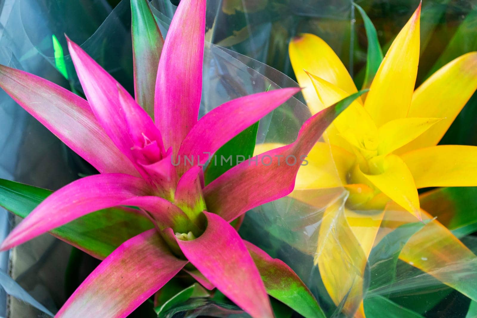 Pots with decorative flowers Guzmania lingulata with pink and yellow flowers close up