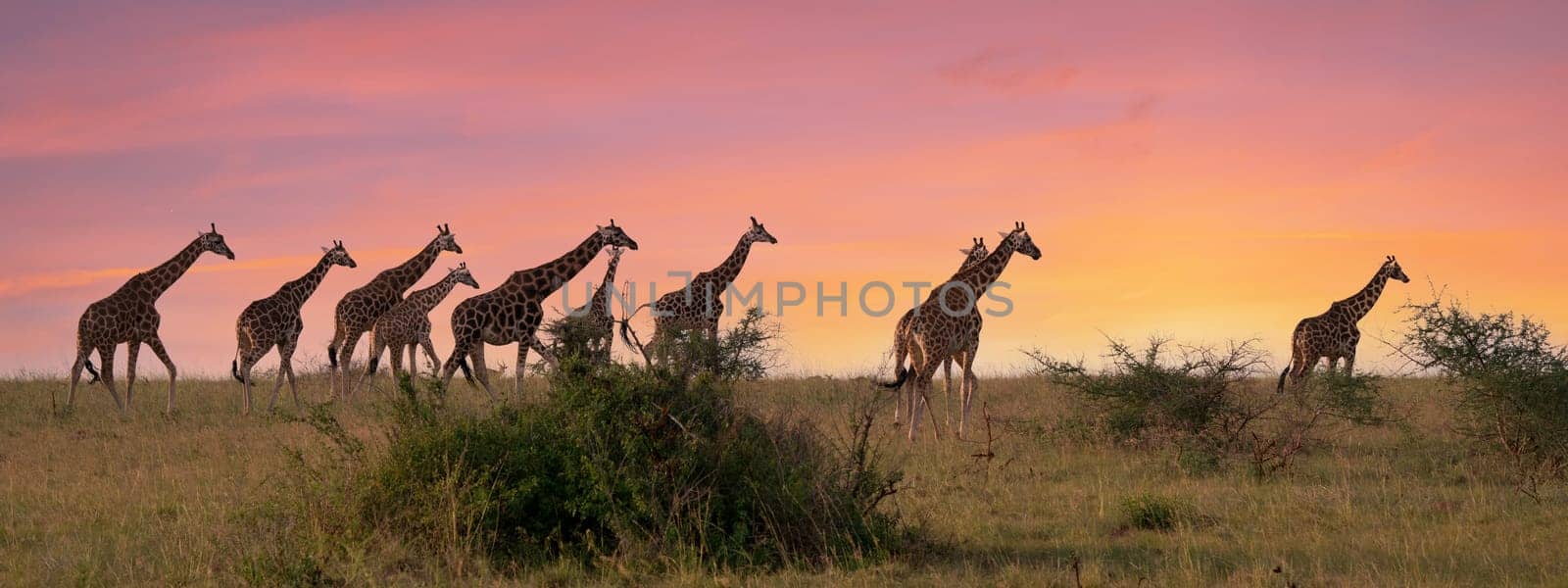 Baringo Giraffe (Giraffa camelopardalis), Murchison Falls National Park, Uganda