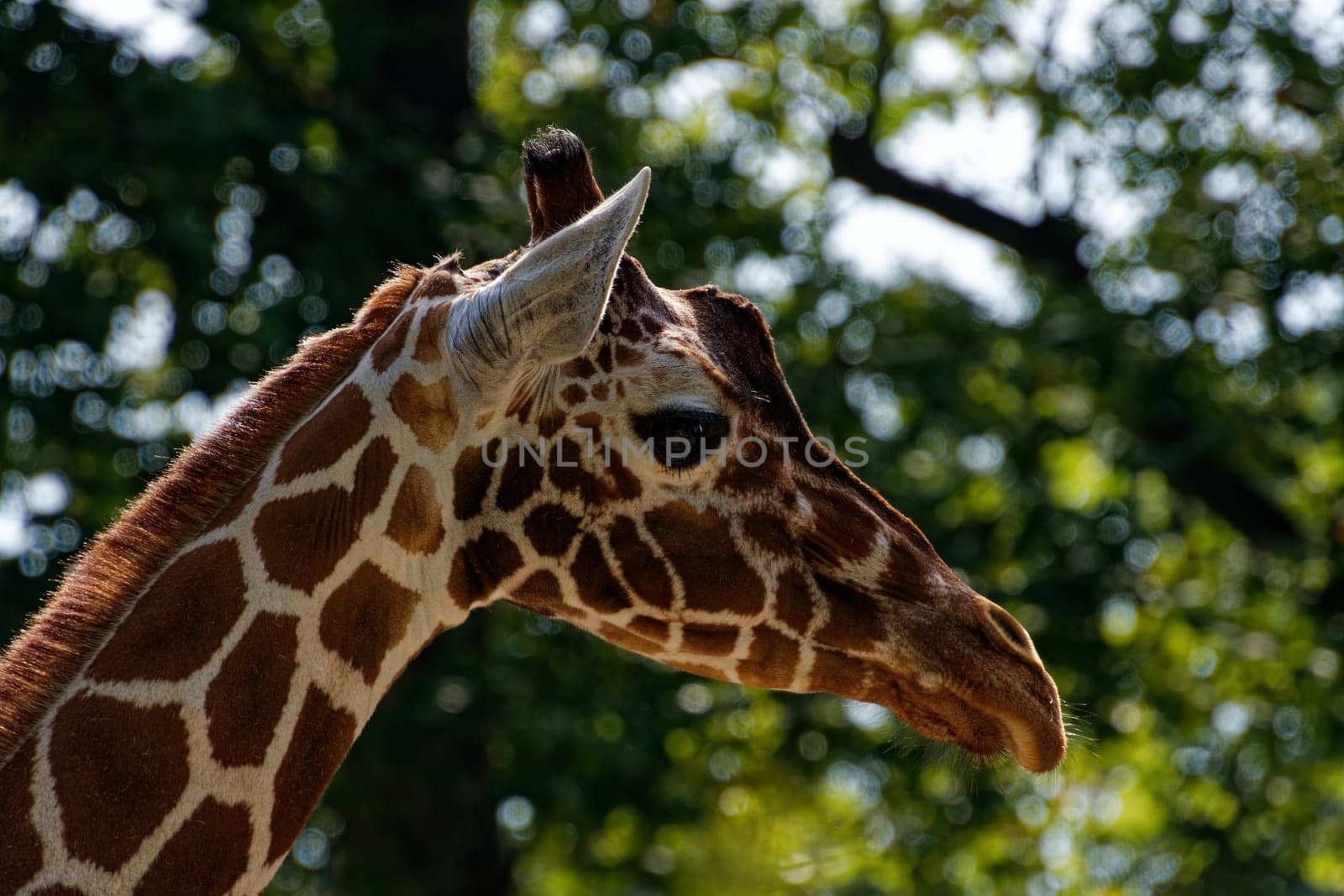 Giraffe