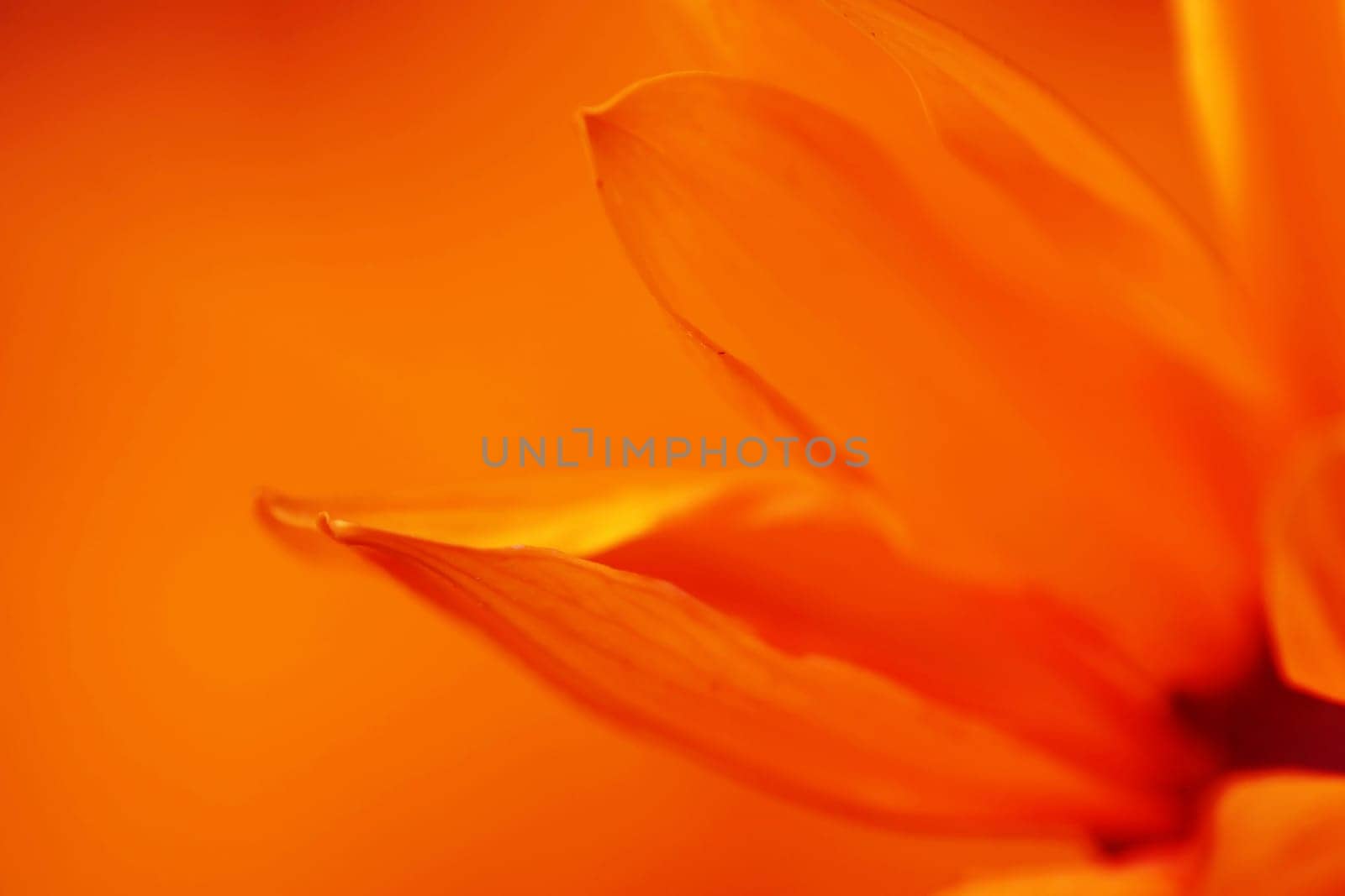 Close up of orange daisy flower petals