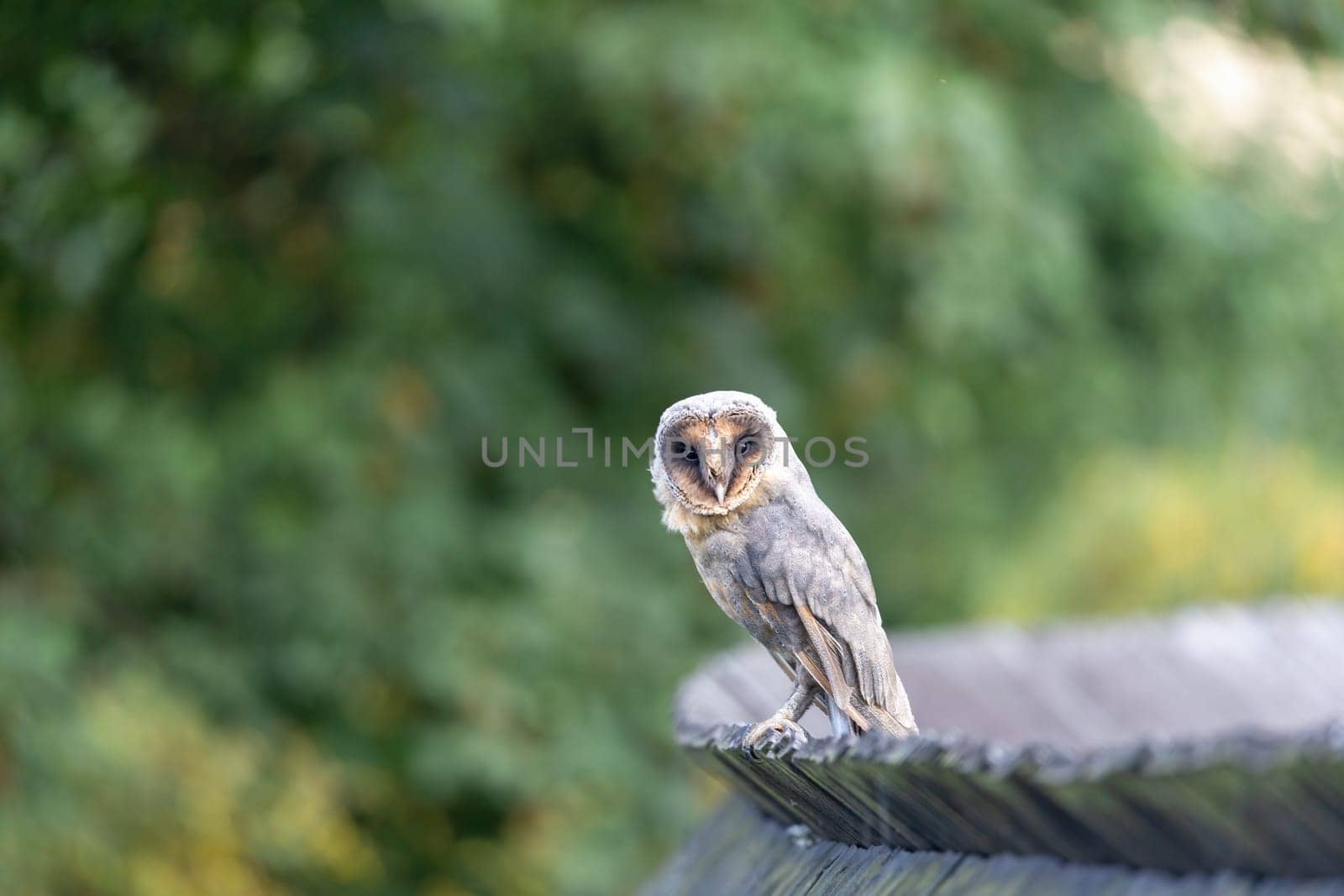 Cute barn owl sitting on a wooden roof looking at the camera.