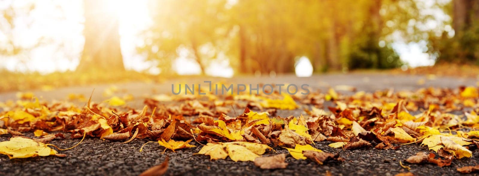 Colorful autumnal leaves on the road in the park. Panoramic close-up view of the highway in natural parkland.