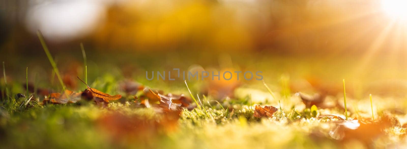 Colorful autumnal leaves on the lawn with still green grass. Concept of wallpaper and background.