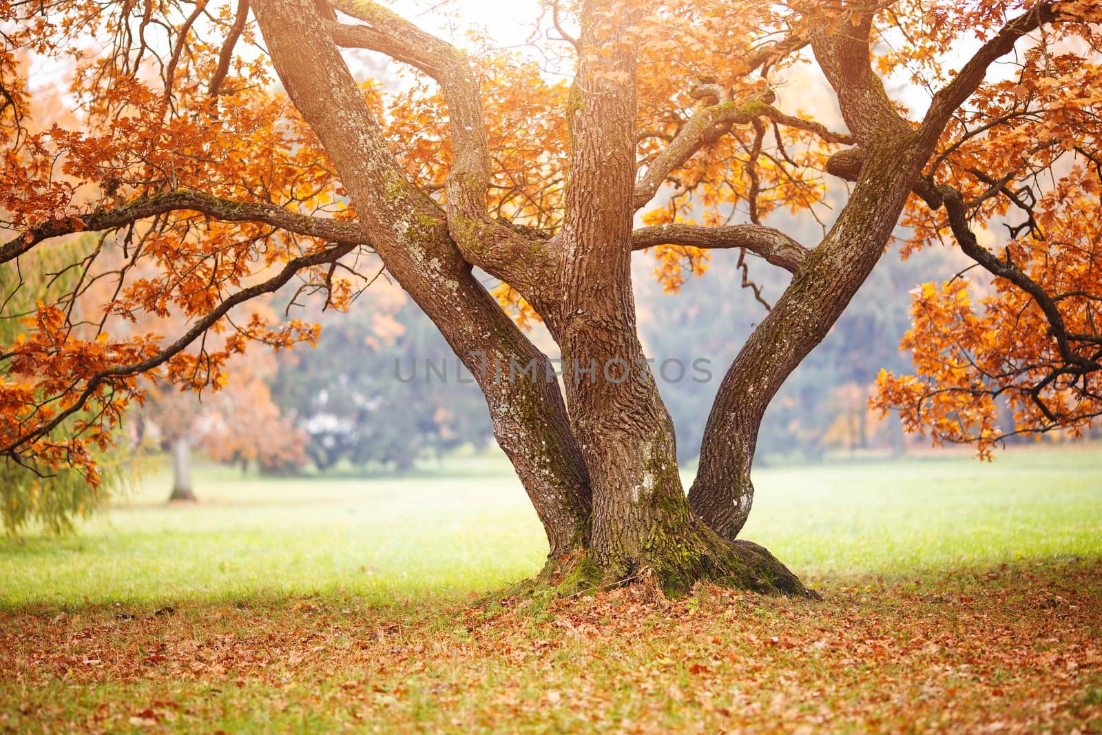 Beautiful oak tree in the autumnal park. Panoramic view of the natural park in autumn.