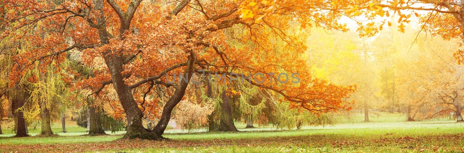 Beautiful oak tree in the autumnal park. Panoramic view of the natural park in autumn.