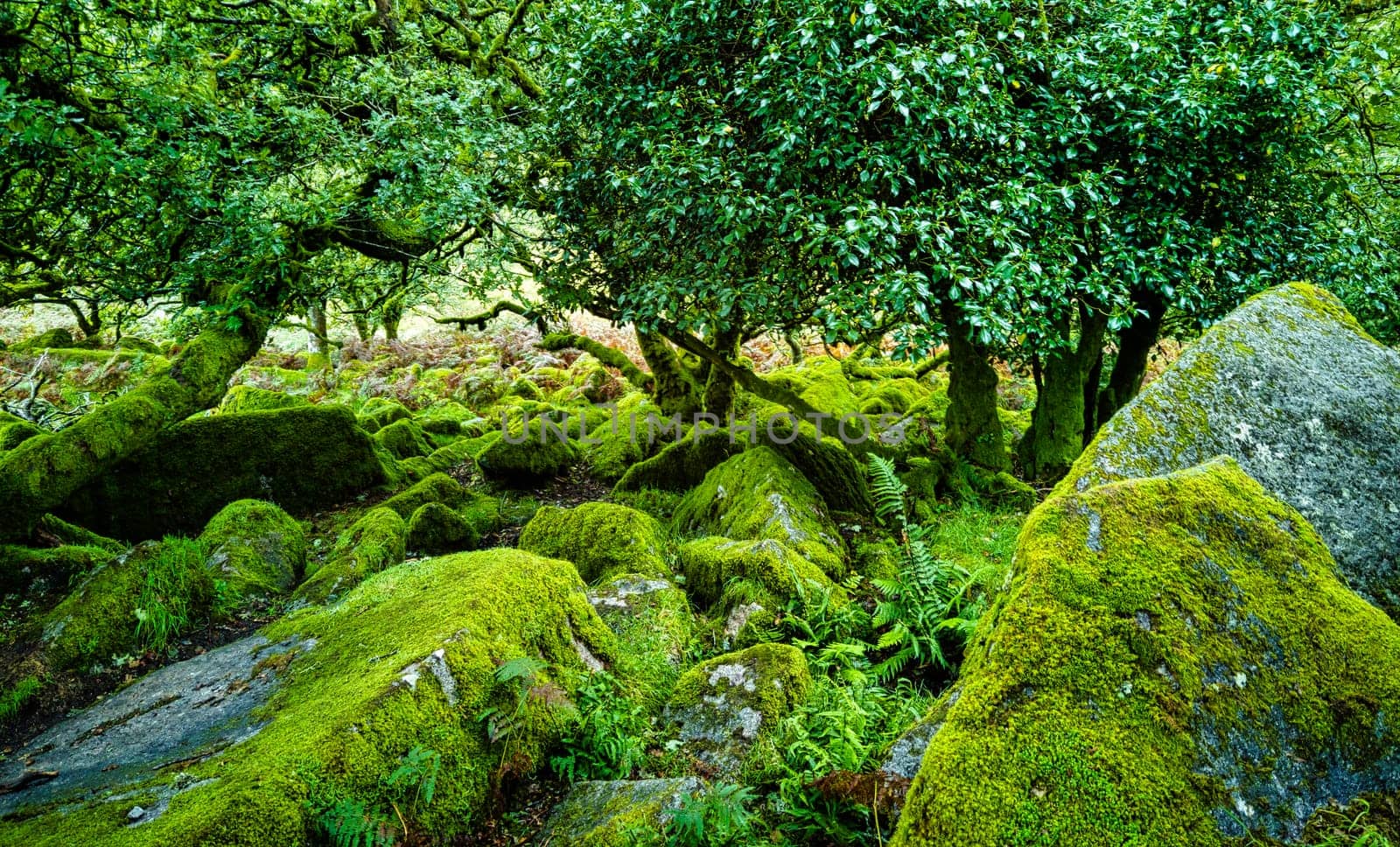 Wistman's Wood National Nature Reserve - mystic high-altitude oakwood on valley of the West Dart River, Dartmoor, Devon, United Kingdom