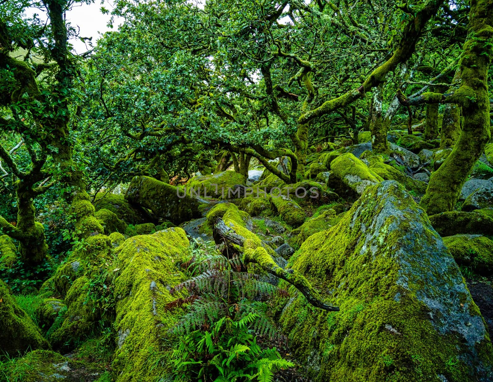 Wistman's Wood National Nature Reserve - mystic high-altitude oakwood on valley of the West Dart River, Dartmoor, Devon, United Kingdom