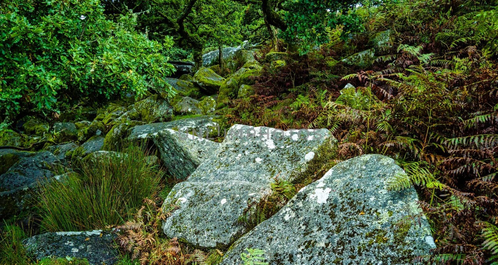 Wistman's Wood National Nature Reserve - mystic high-altitude oakwood on valley of the West Dart River, Dartmoor, Devon, United Kingdom