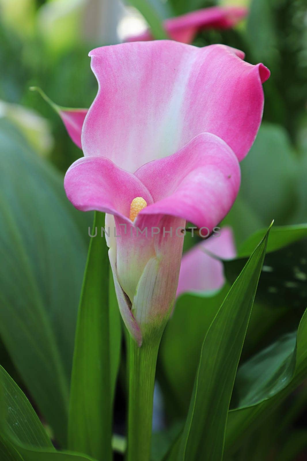 Delicate pink and white flower on a Calla Lilly.