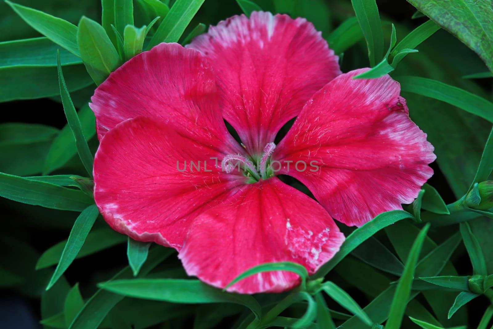 Closeup of a open deep pink Carnation flower.
