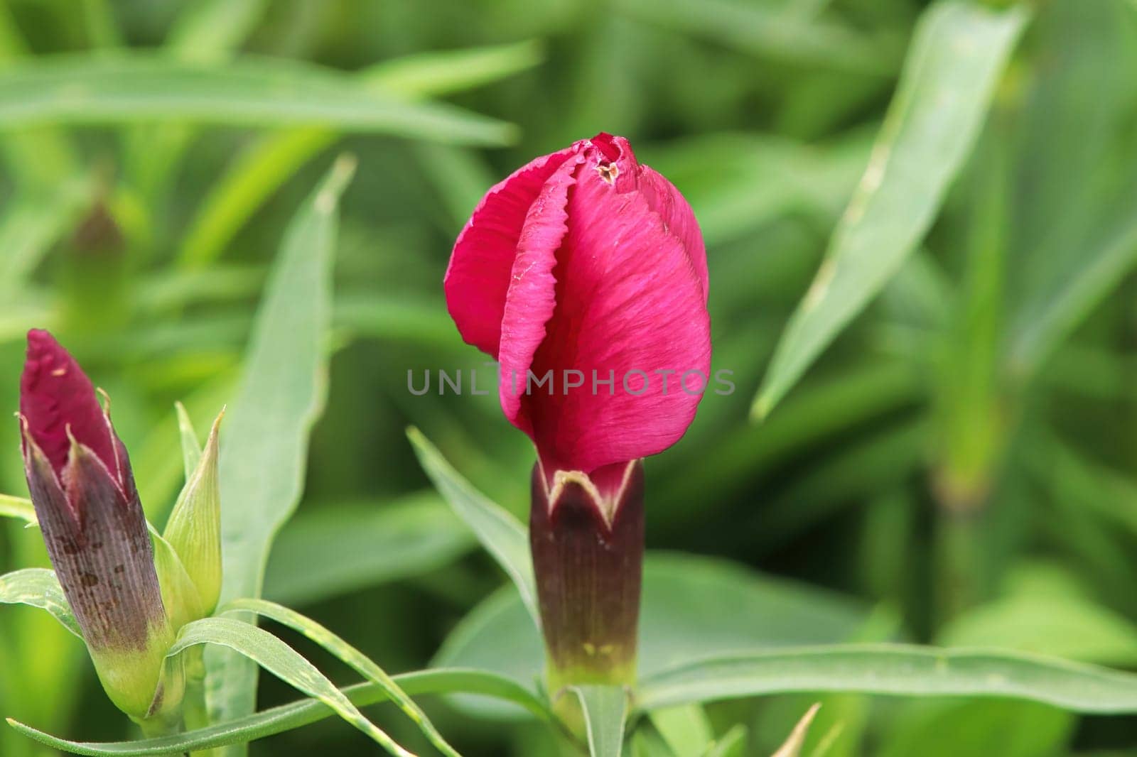 Buds opening on a Dianthus plant in the garden.