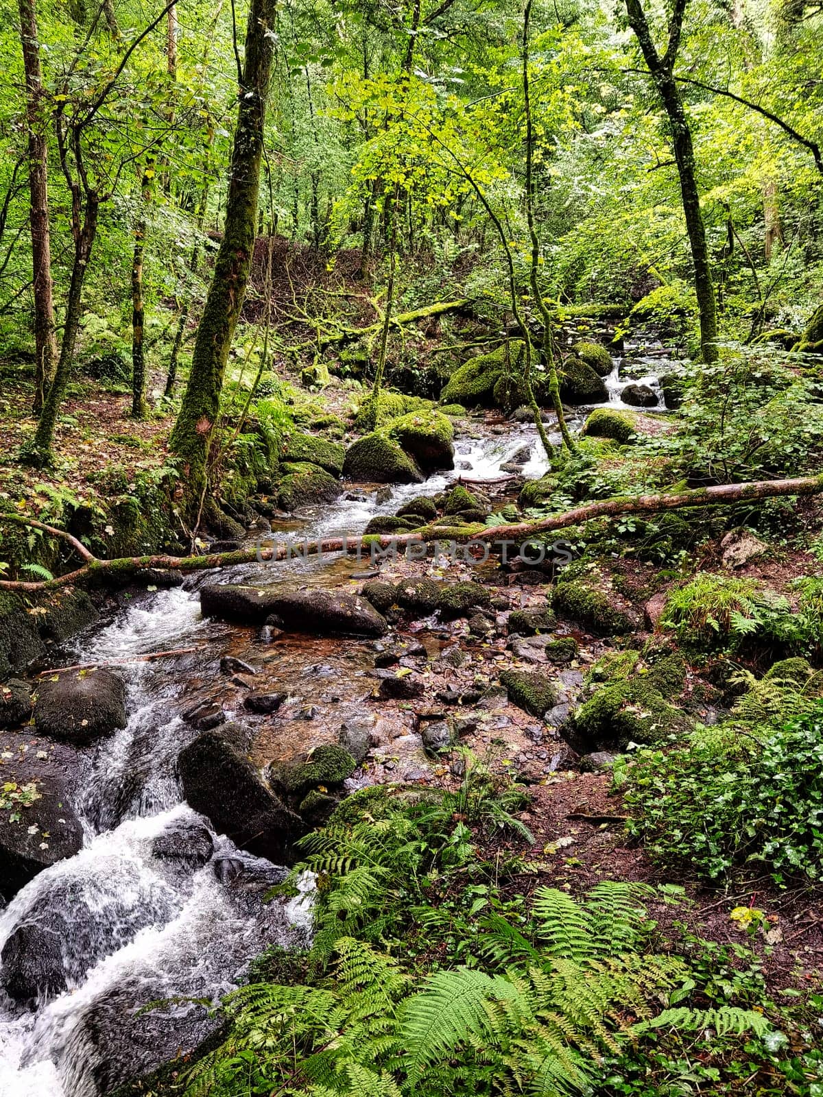Kennall river in Kennall Vale Nature Reserve, Ponsanooth, Cornwall, United Kingdom