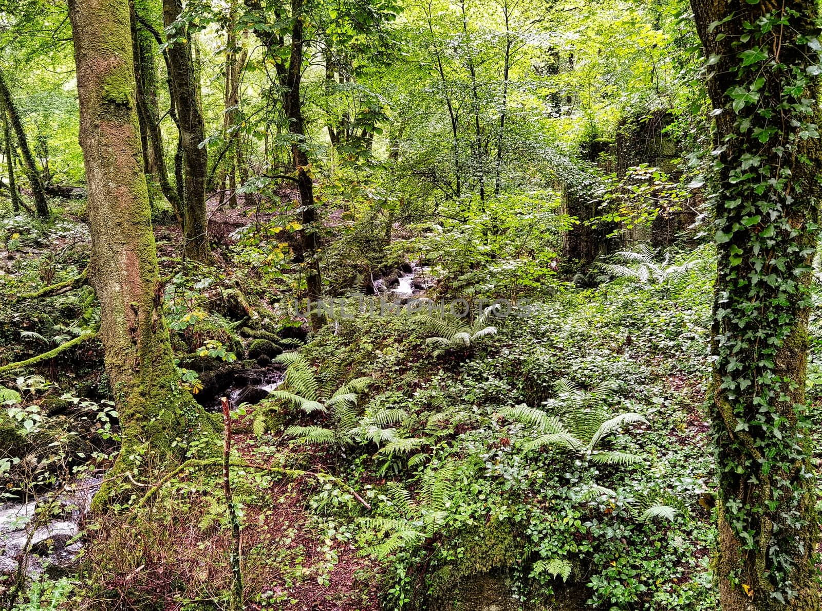Kennall river in Kennall Vale Nature Reserve, Ponsanooth, Cornwall, United Kingdom