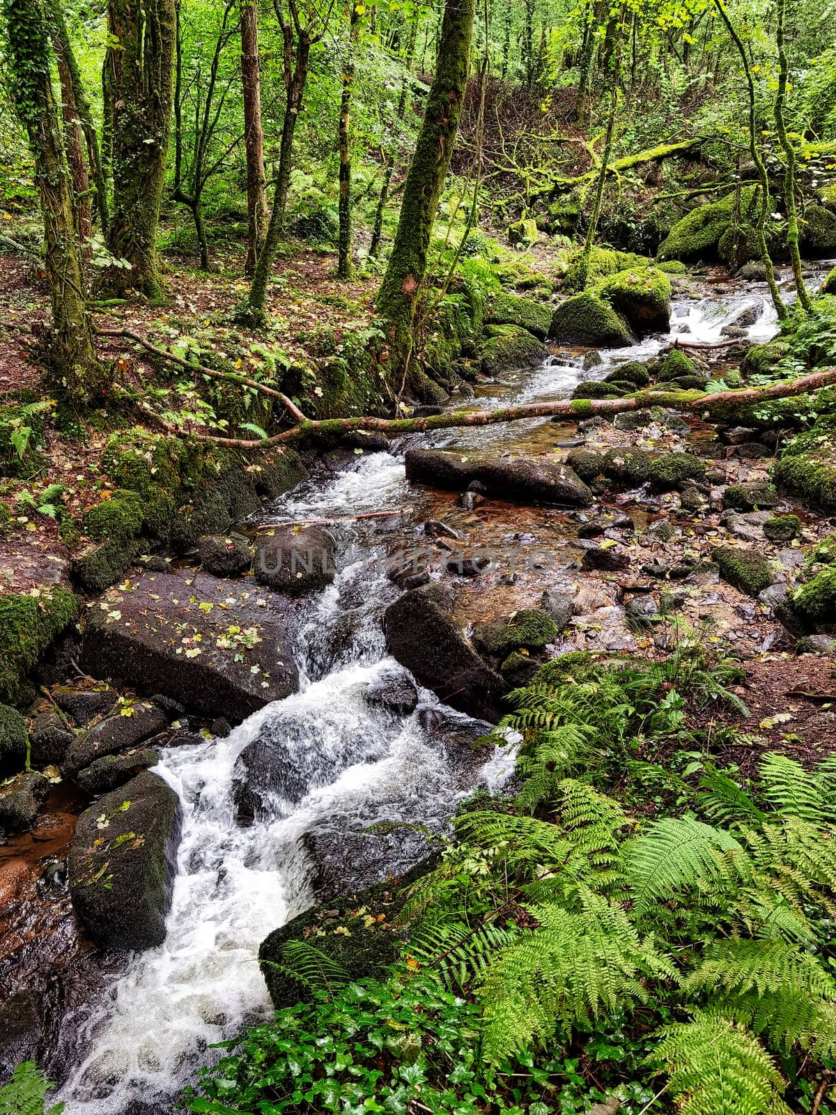 Kennall river in Kennall Vale Nature Reserve, Ponsanooth, Cornwall, United Kingdom