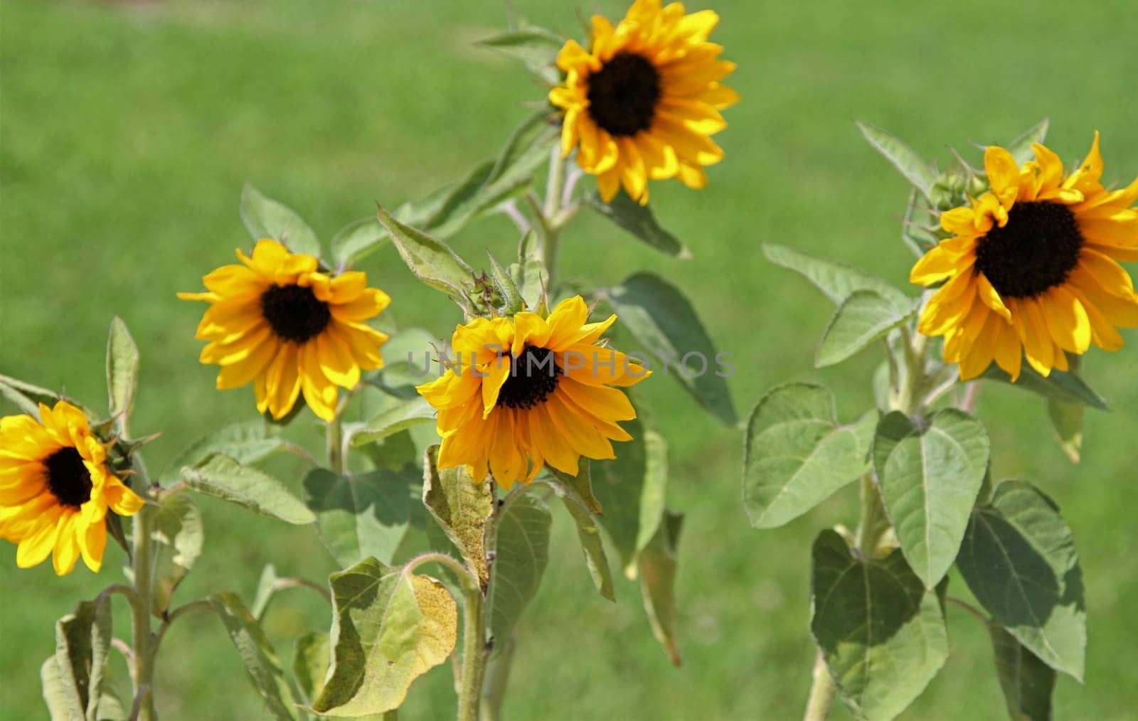 Yellow sunflowers growing in garden